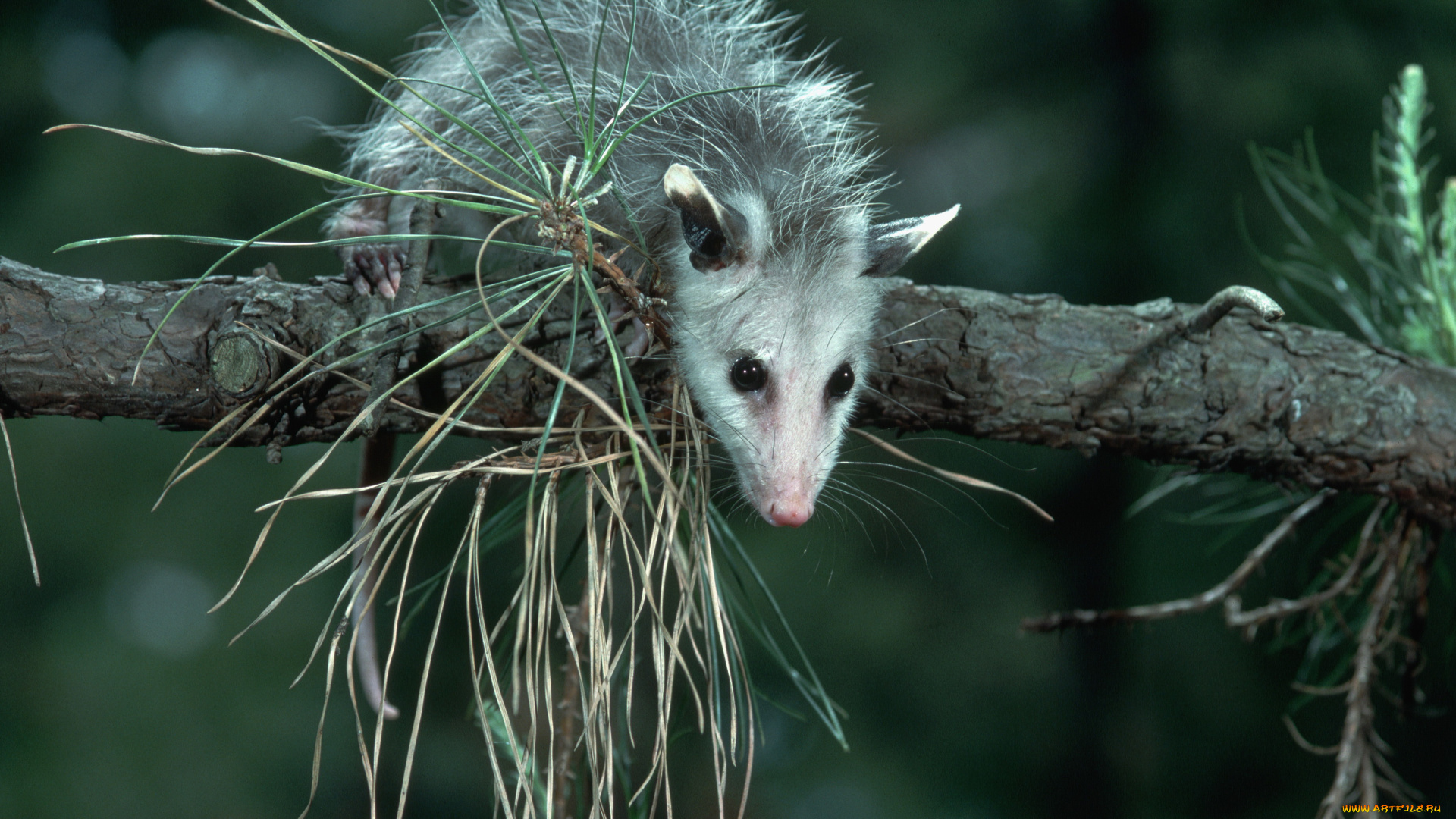 животные, опоссумы