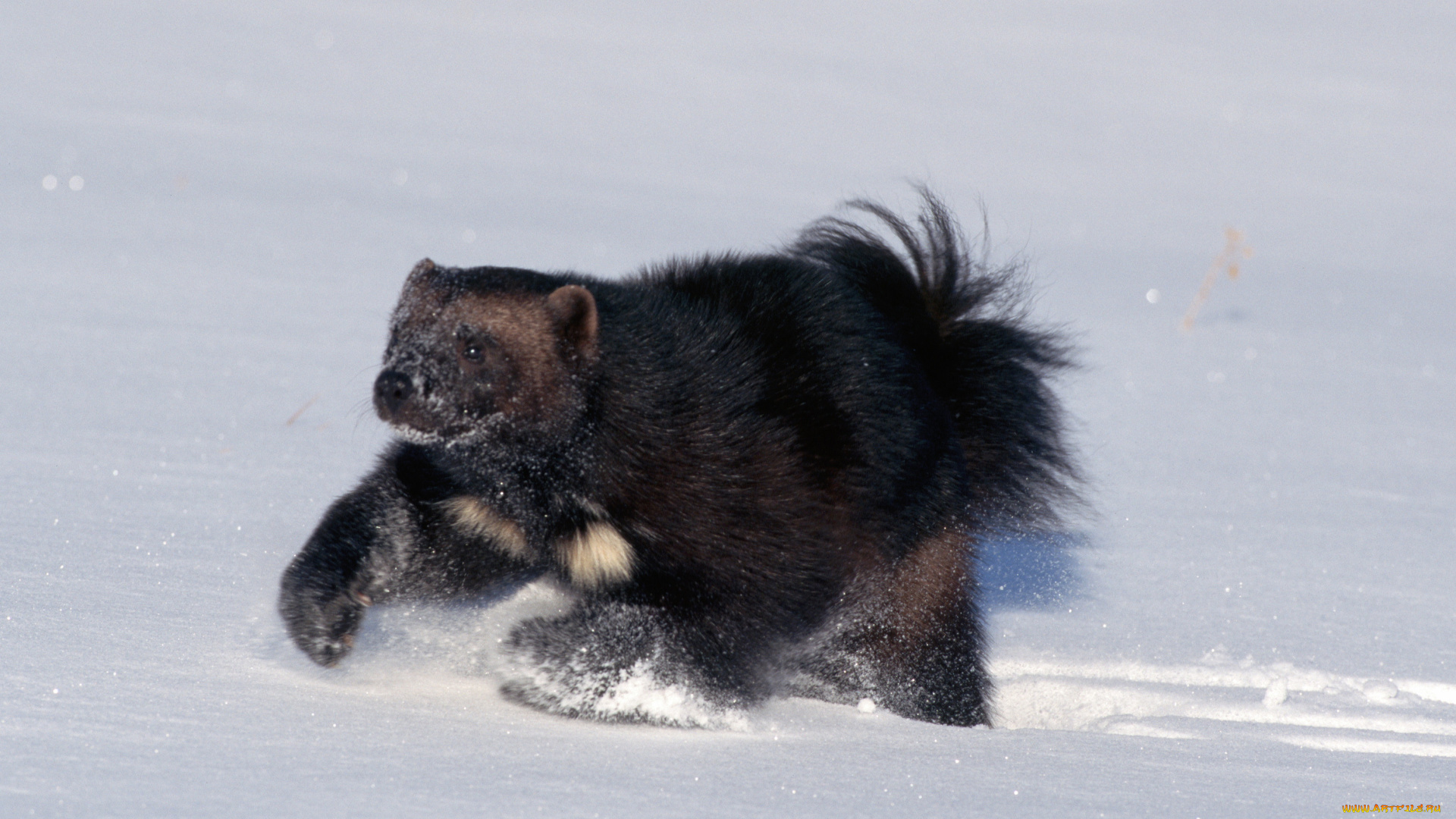 животные, росомахи