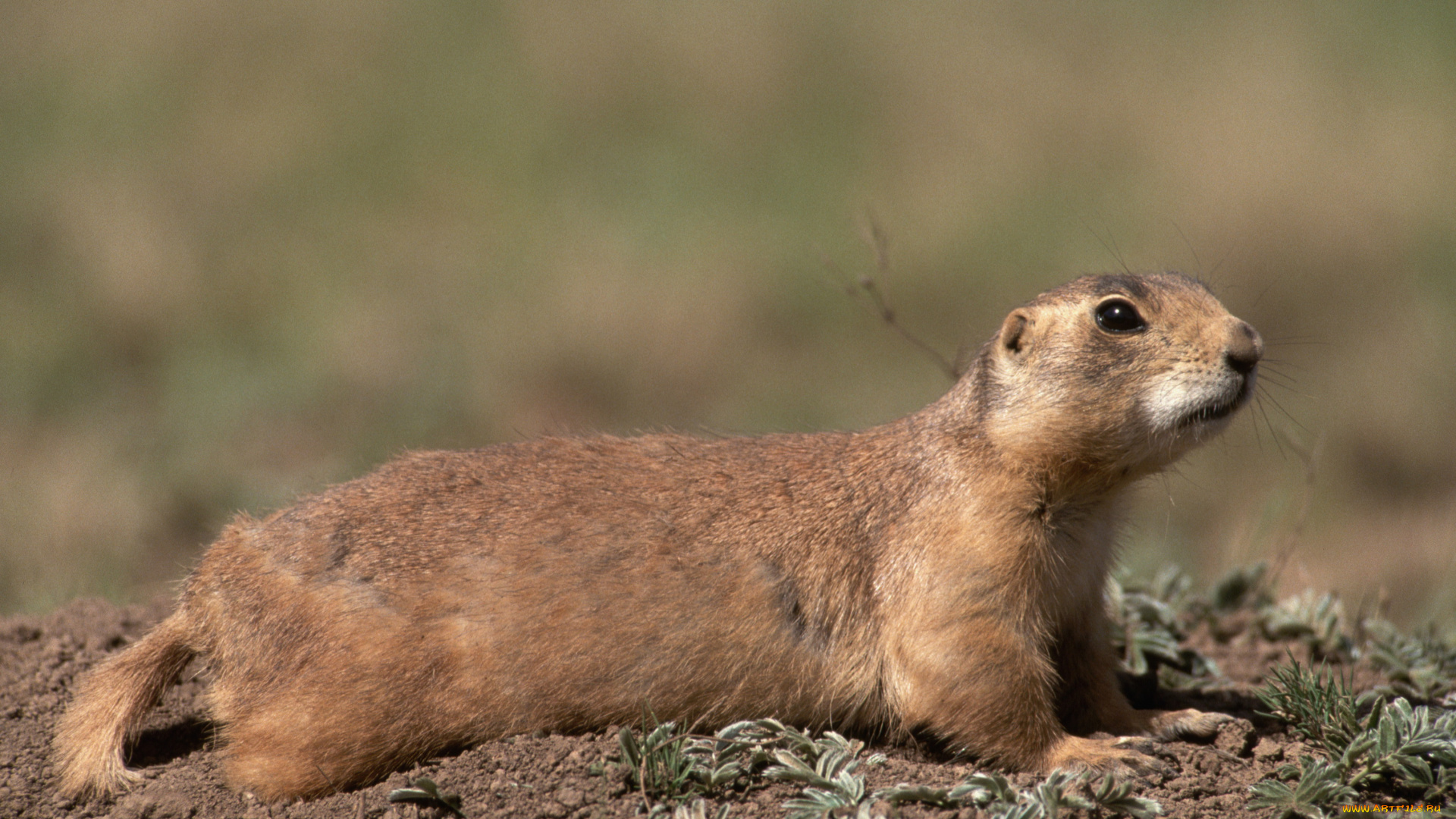 животные, суслики, сурки