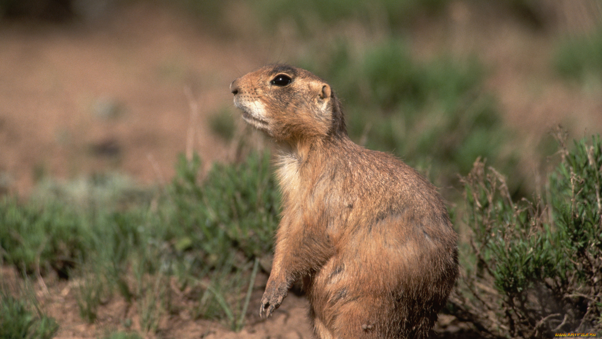животные, суслики, сурки