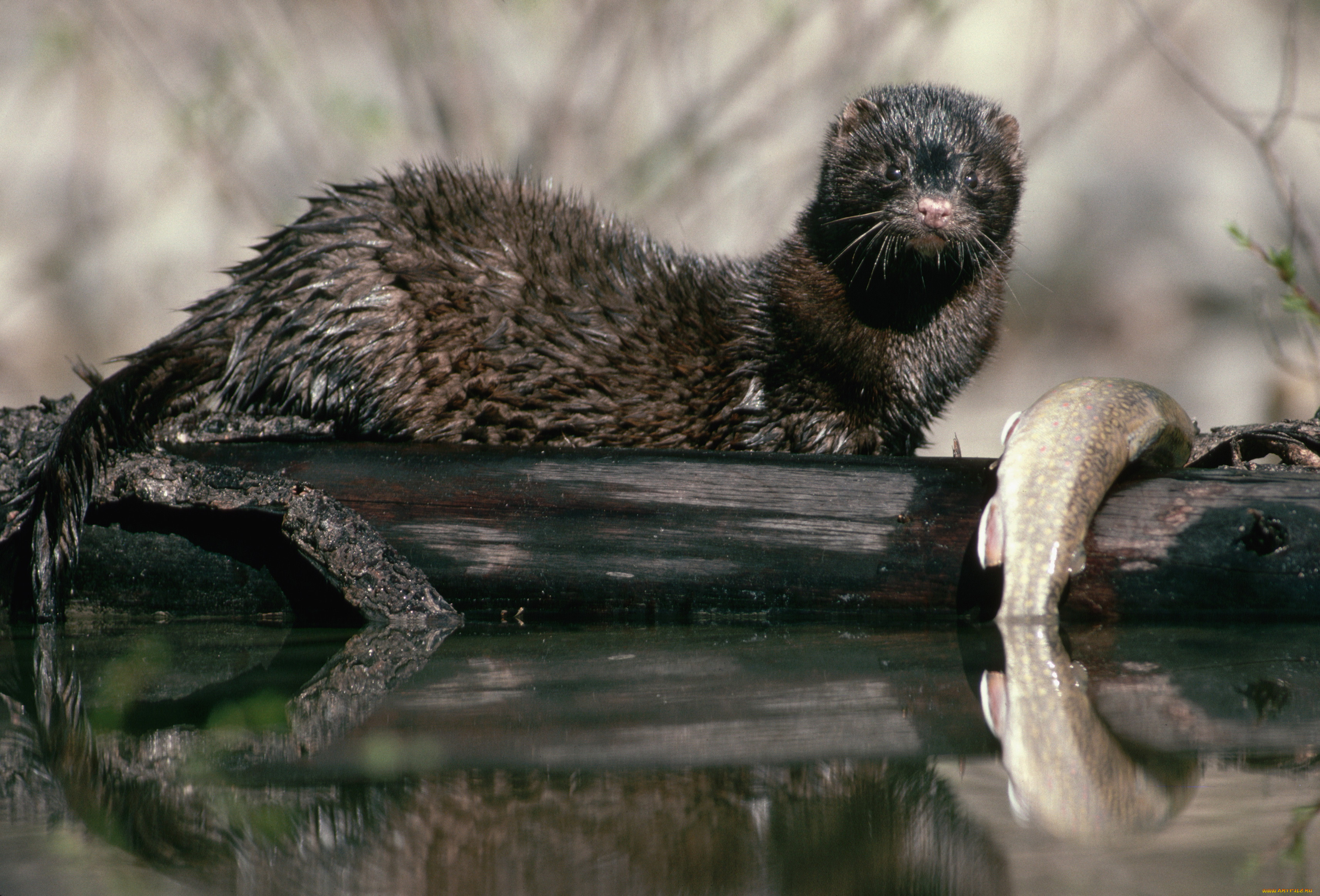 животные, выдры, каланы, ондатры