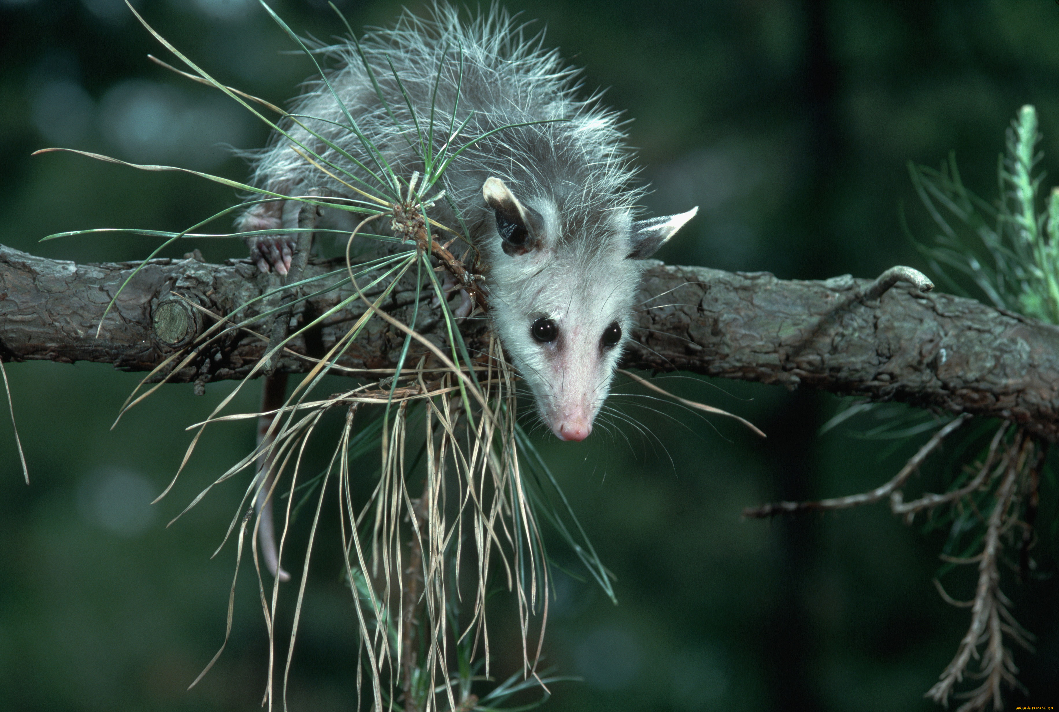 животные, опоссумы