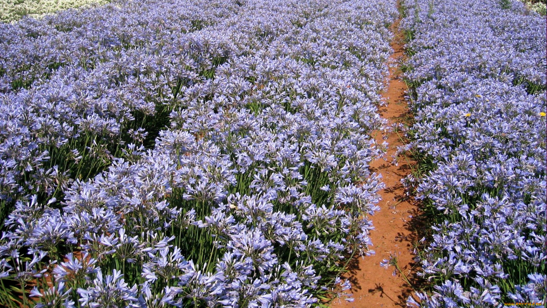 цветы, агапантус, африканская, лилия, много, голубой