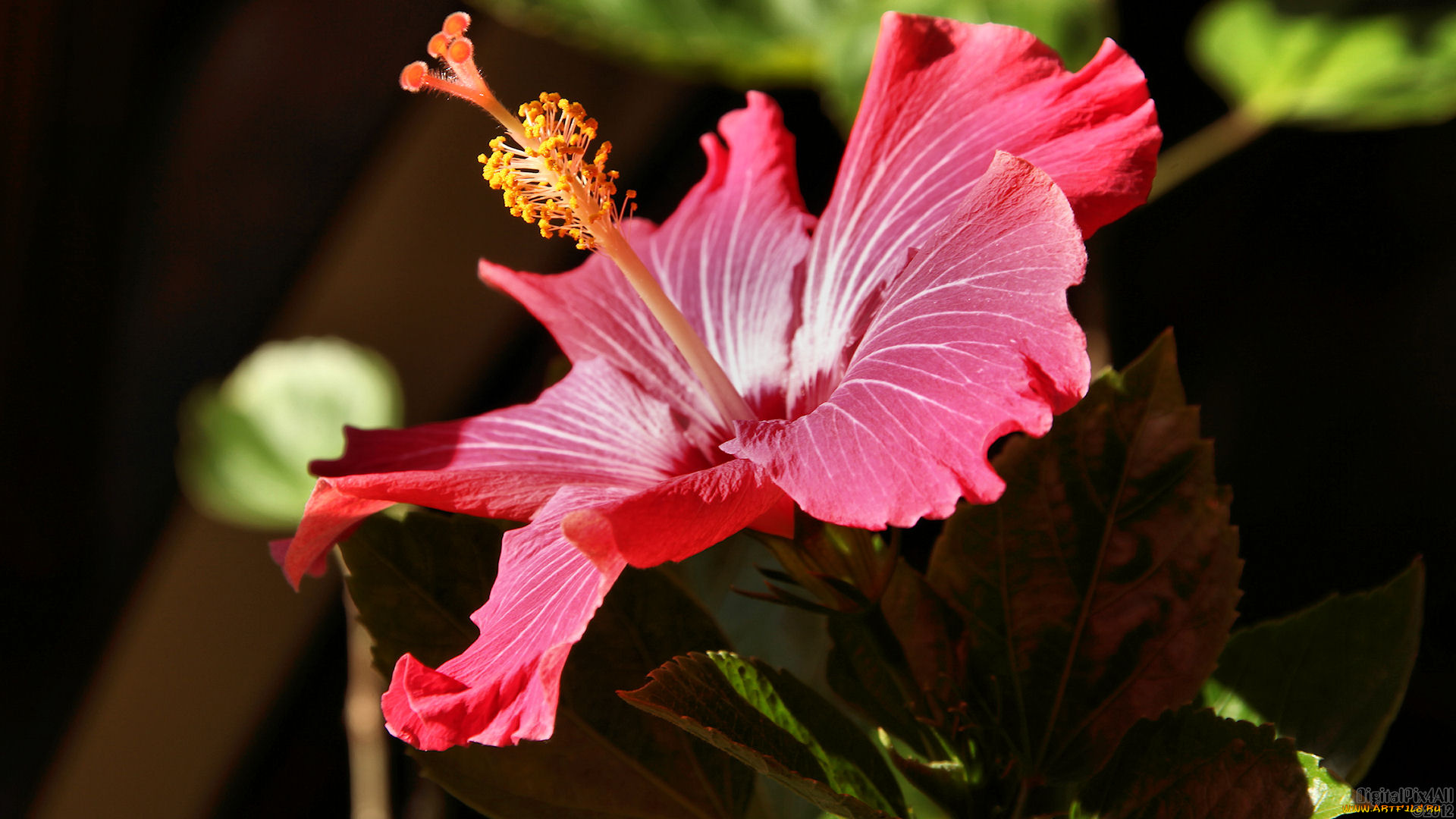 цветы, гибискусы, темный, красный