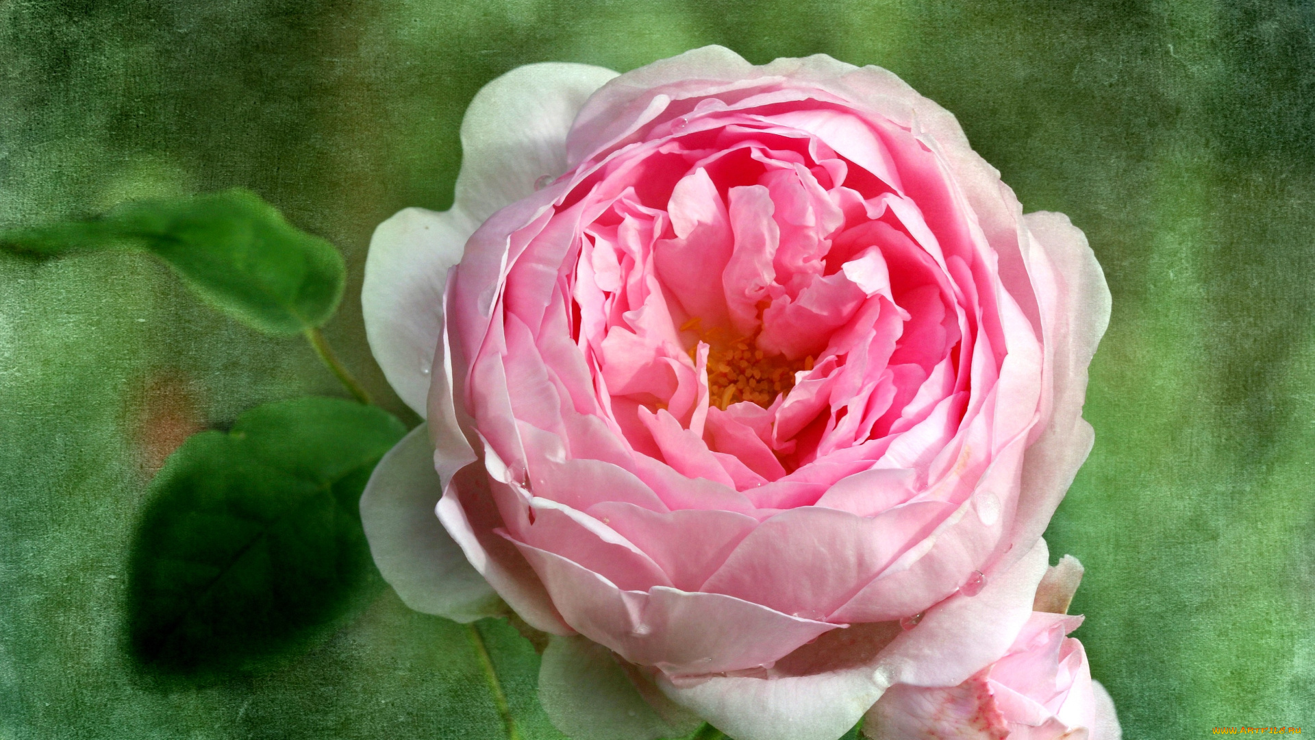 цветы, розы, лепестки, розовый