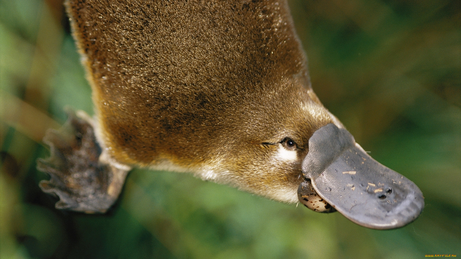 животные, другое, любопытство, морда, утконос