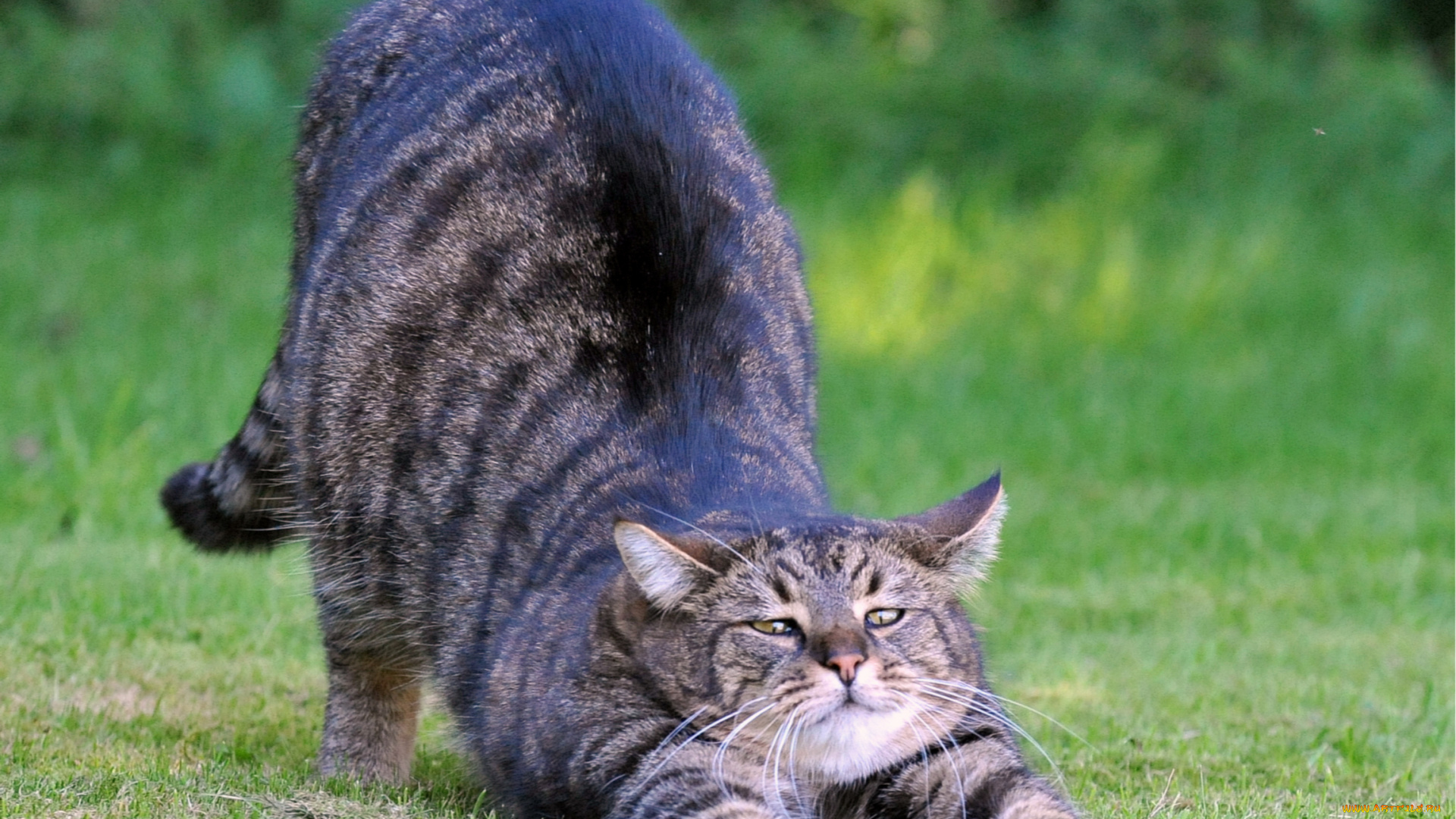 животные, коты, кот, серый