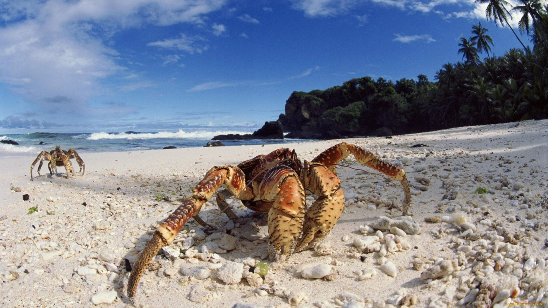 животные, крабы, раки, клешни, берег, песок, краб, пляж