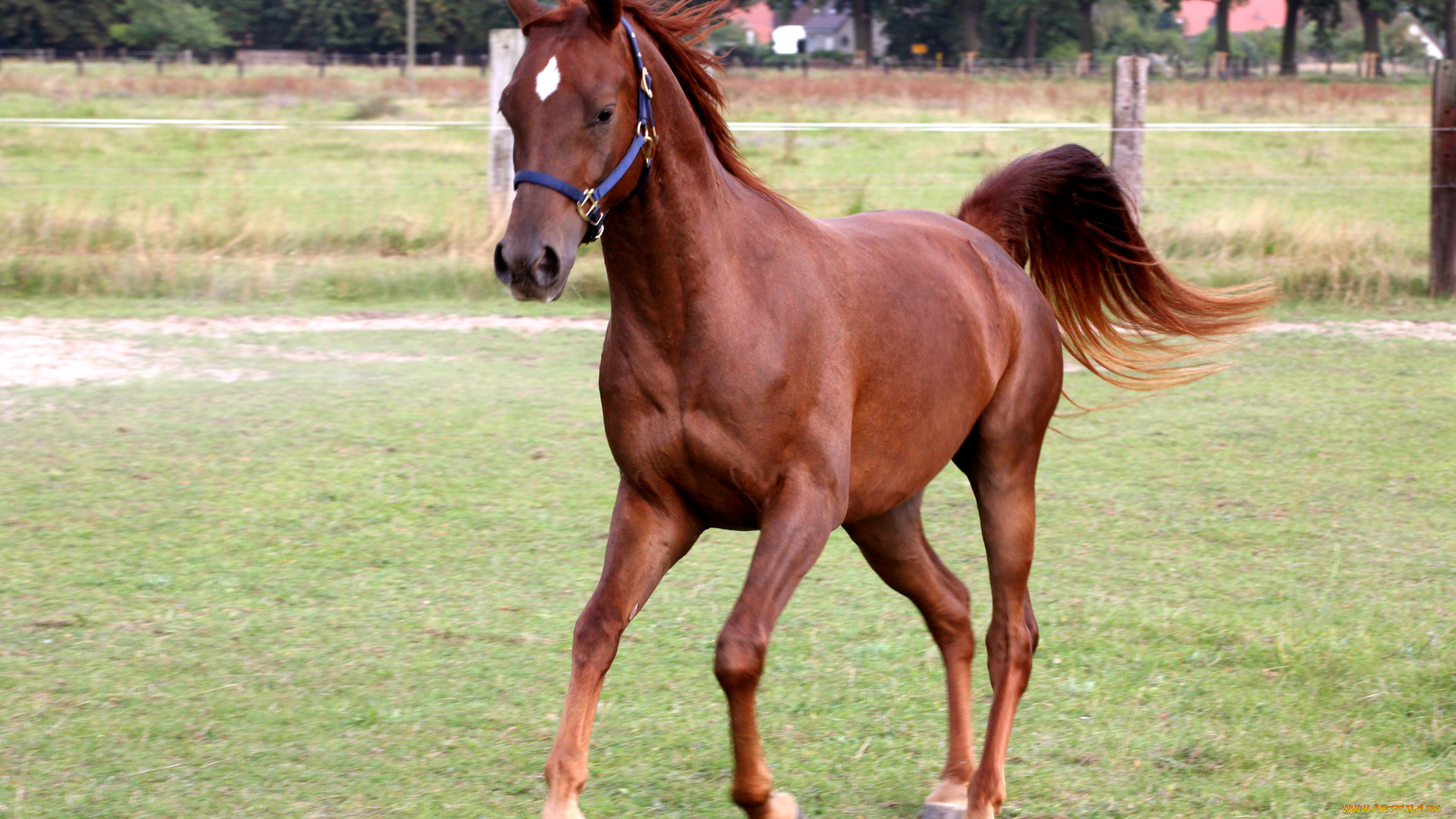 животные, лошади, бег