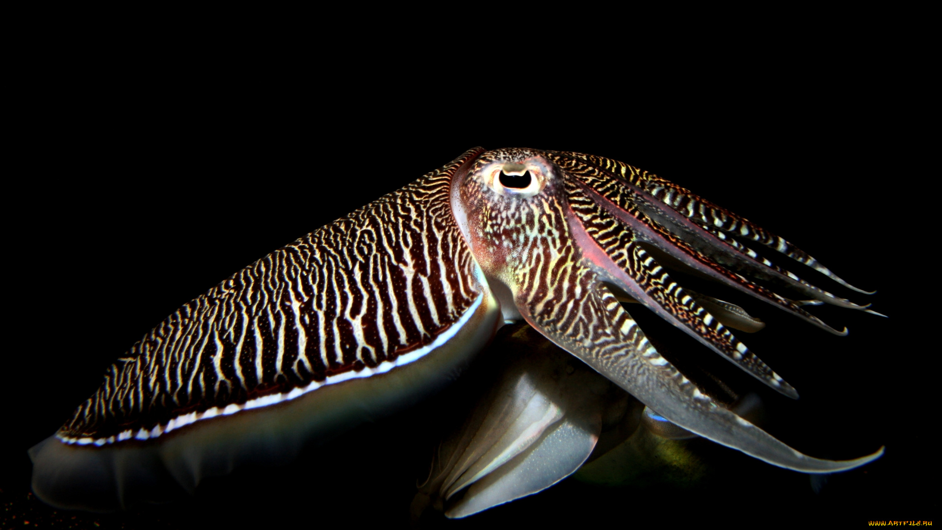 животные, морская, фауна, море, каракатица, подводный, мир