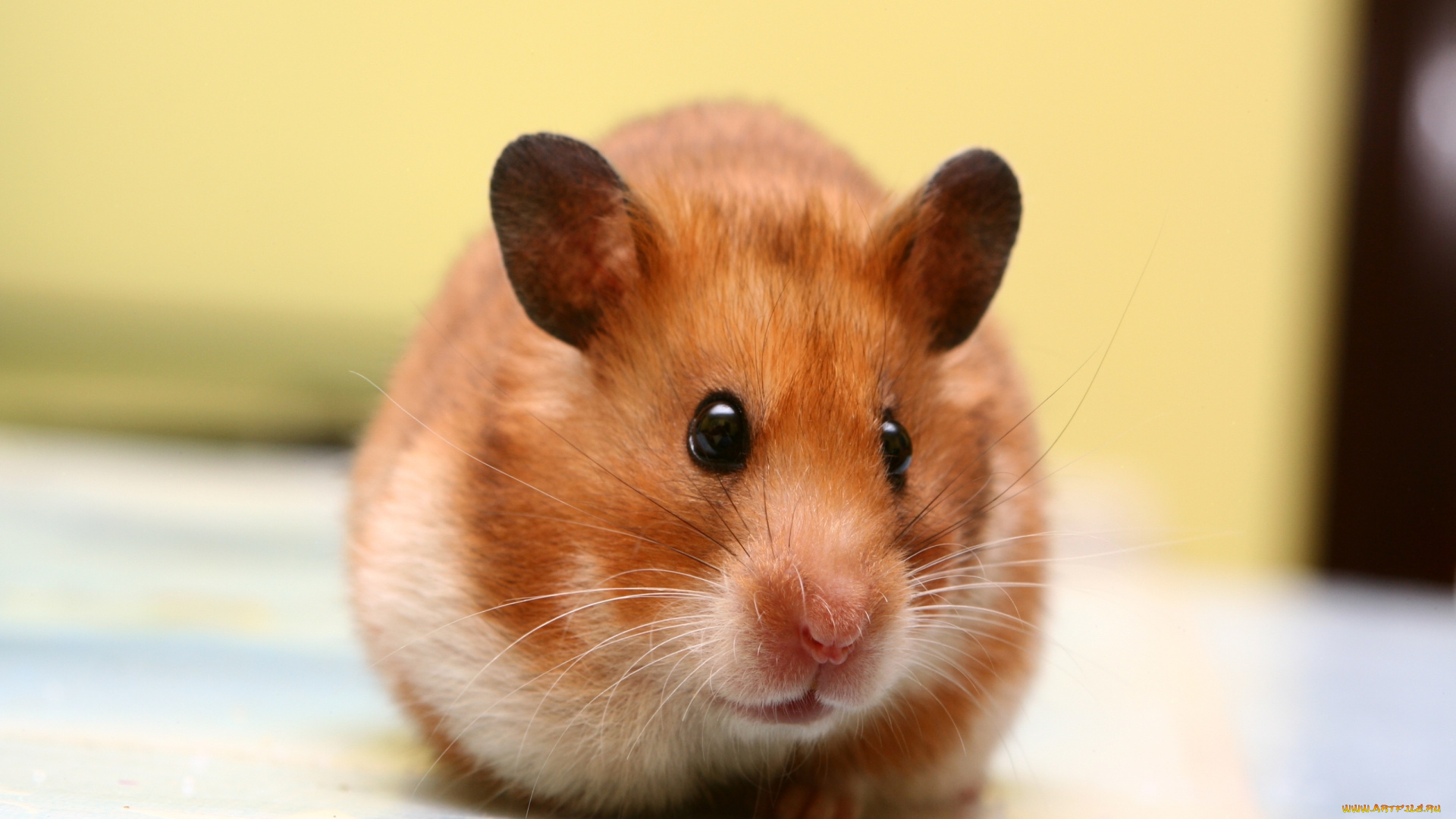 животные, морские, свинки, хомяки, малыш, мордочка, грызун, хомяк, ушастый