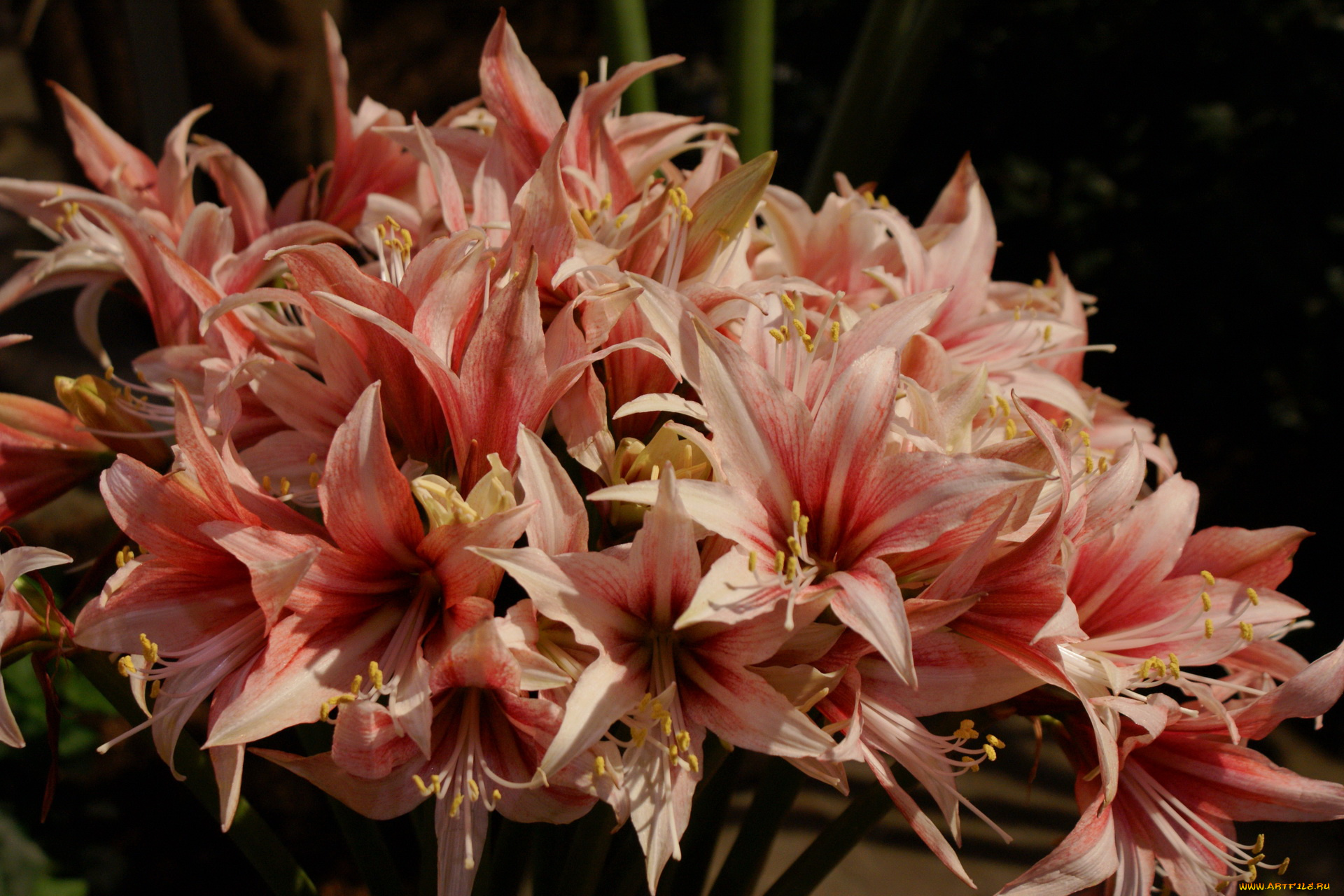 цветы, амариллисы, гиппеаструмы, амарилис