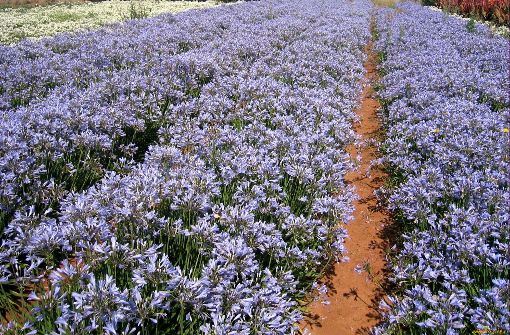 цветы, агапантус, африканская, лилия, много, голубой