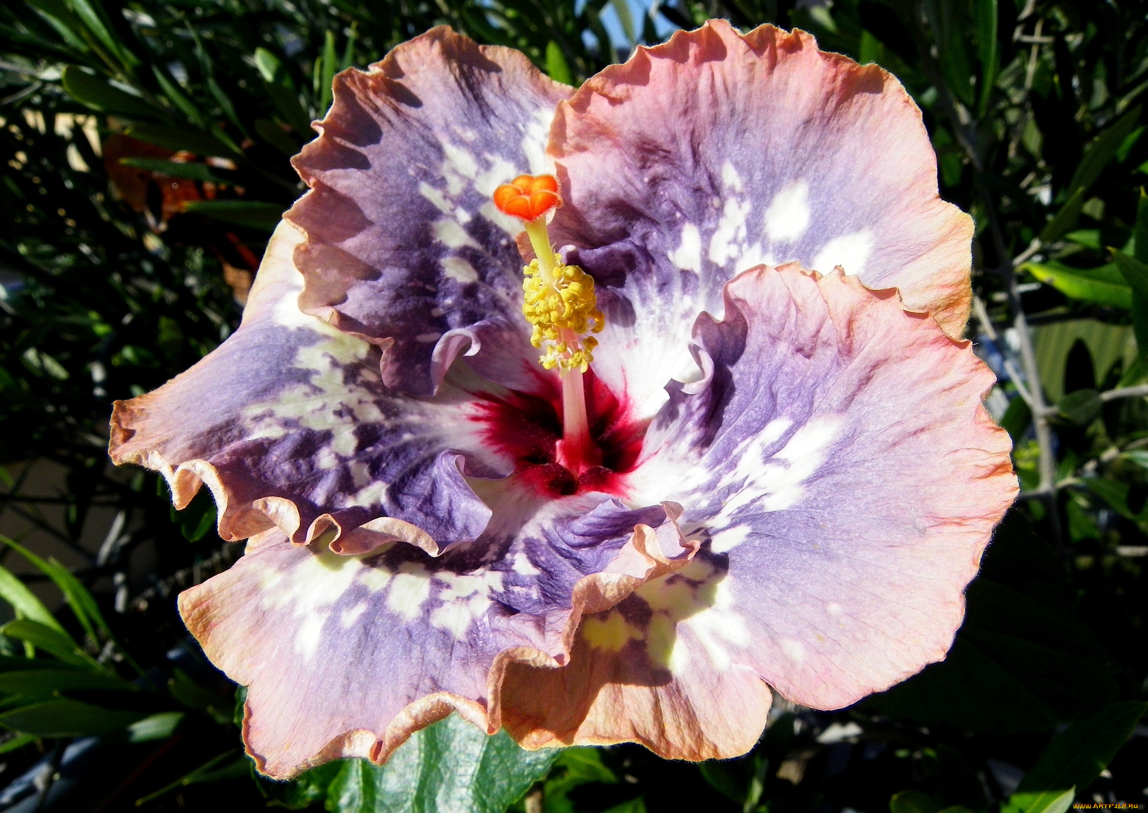 цветы, гибискусы, экзотика, сиреневый