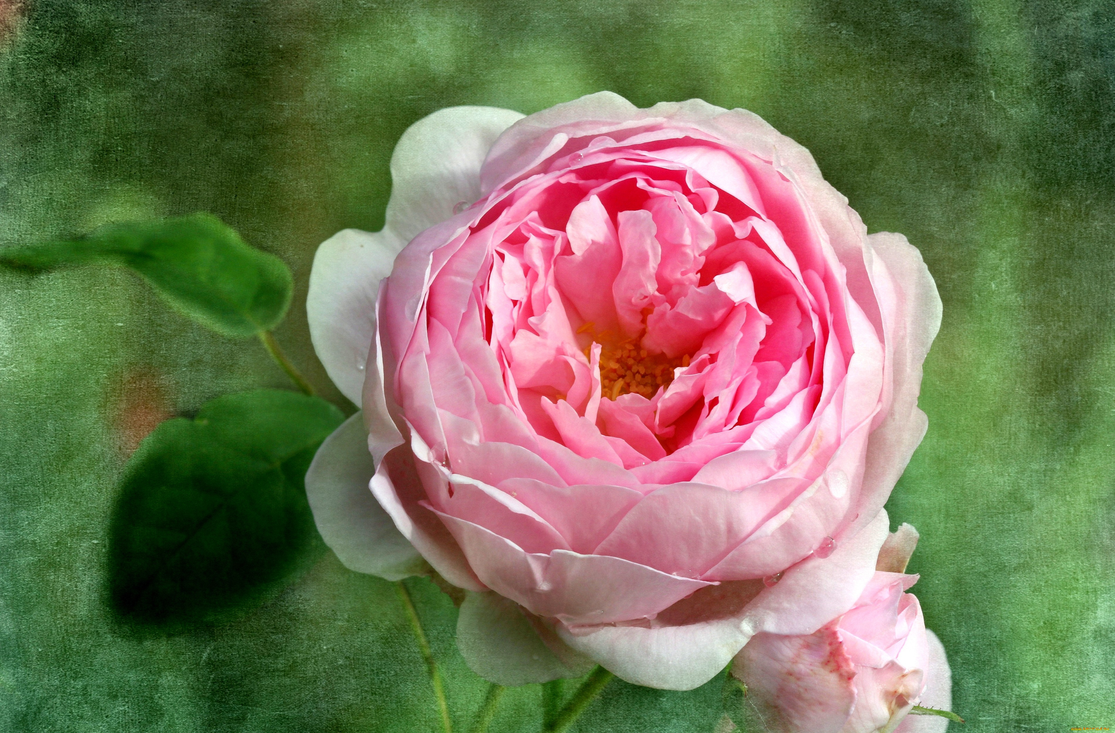 цветы, розы, лепестки, розовый