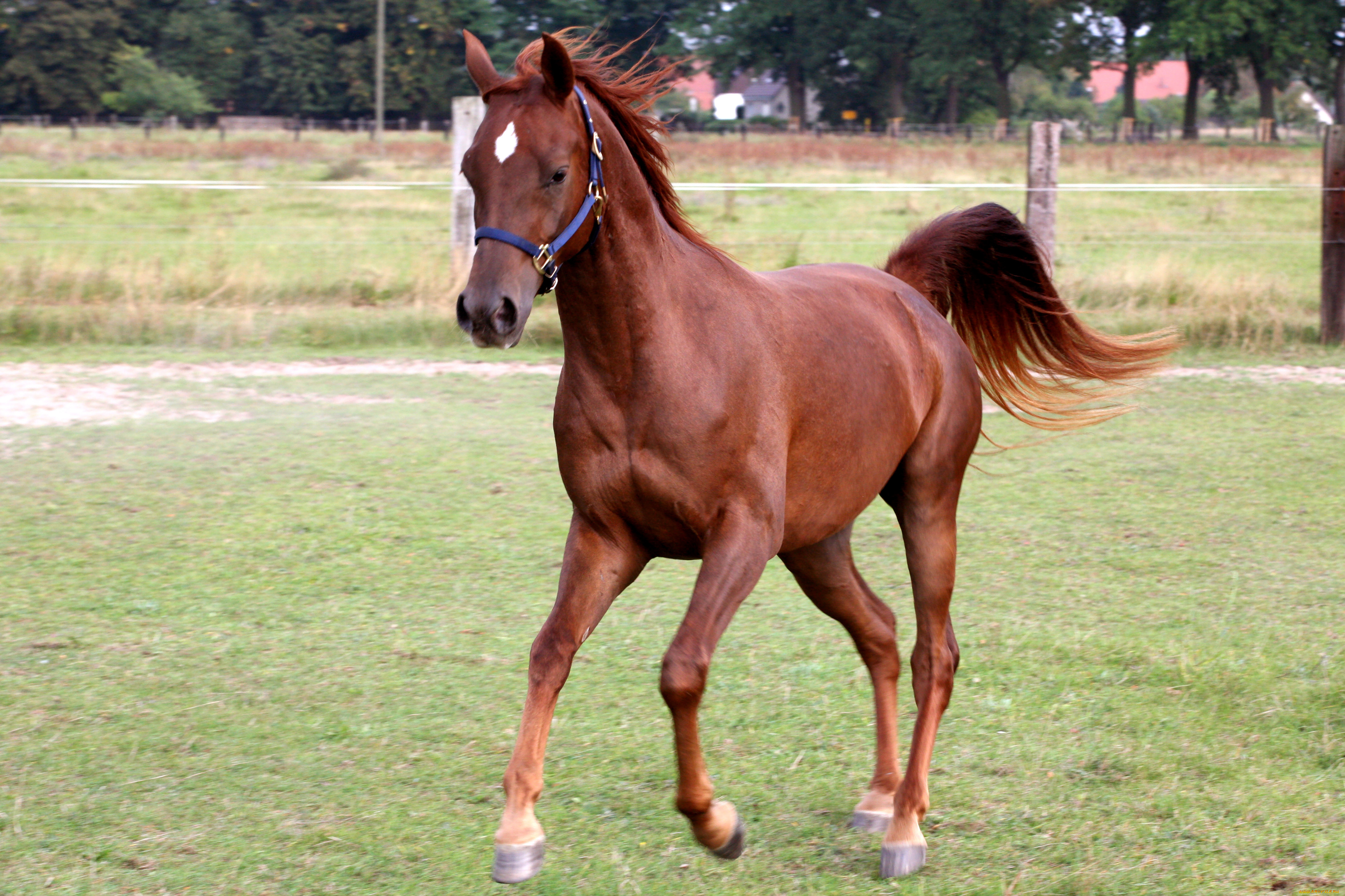 животные, лошади, бег