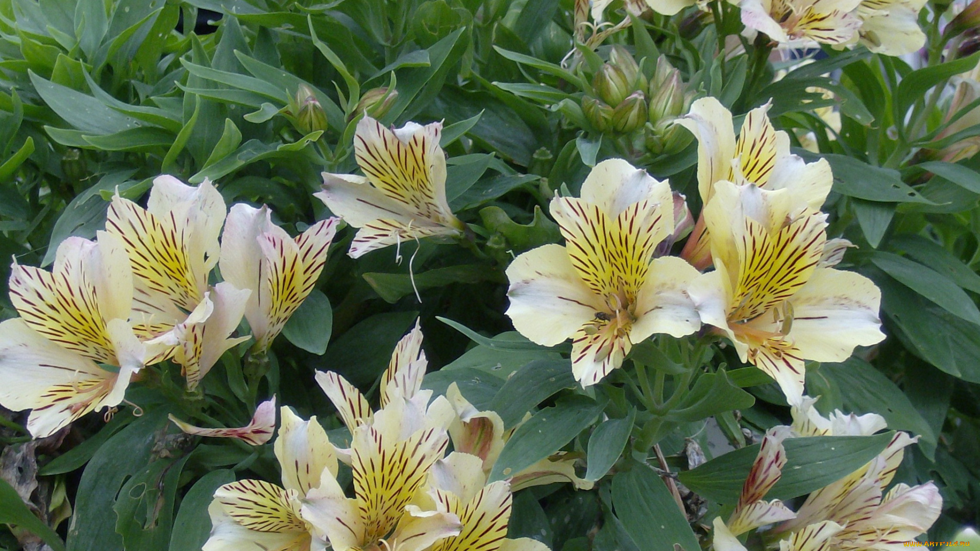 цветы, альстромерия