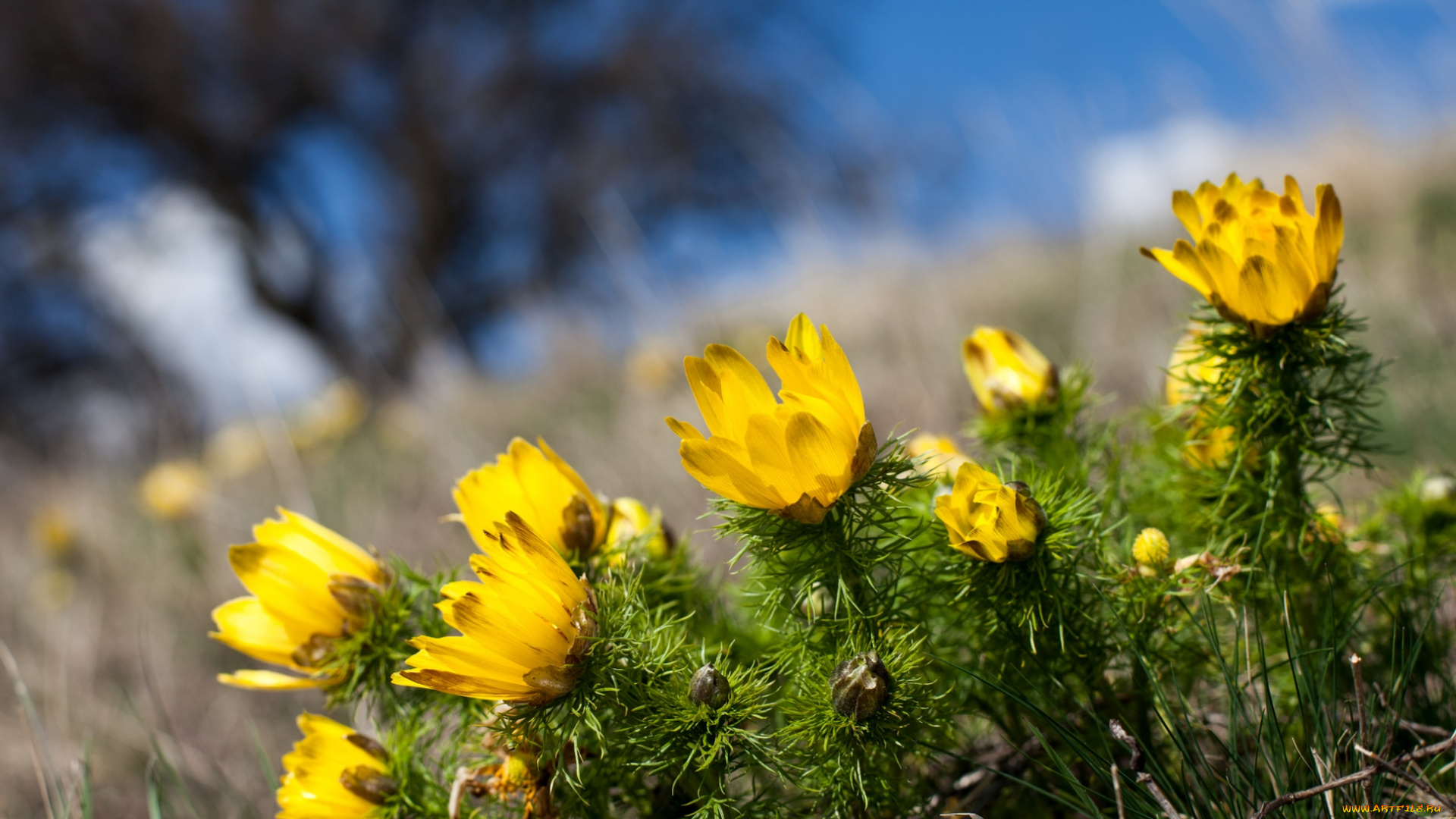 цветы, анемоны, адонисы