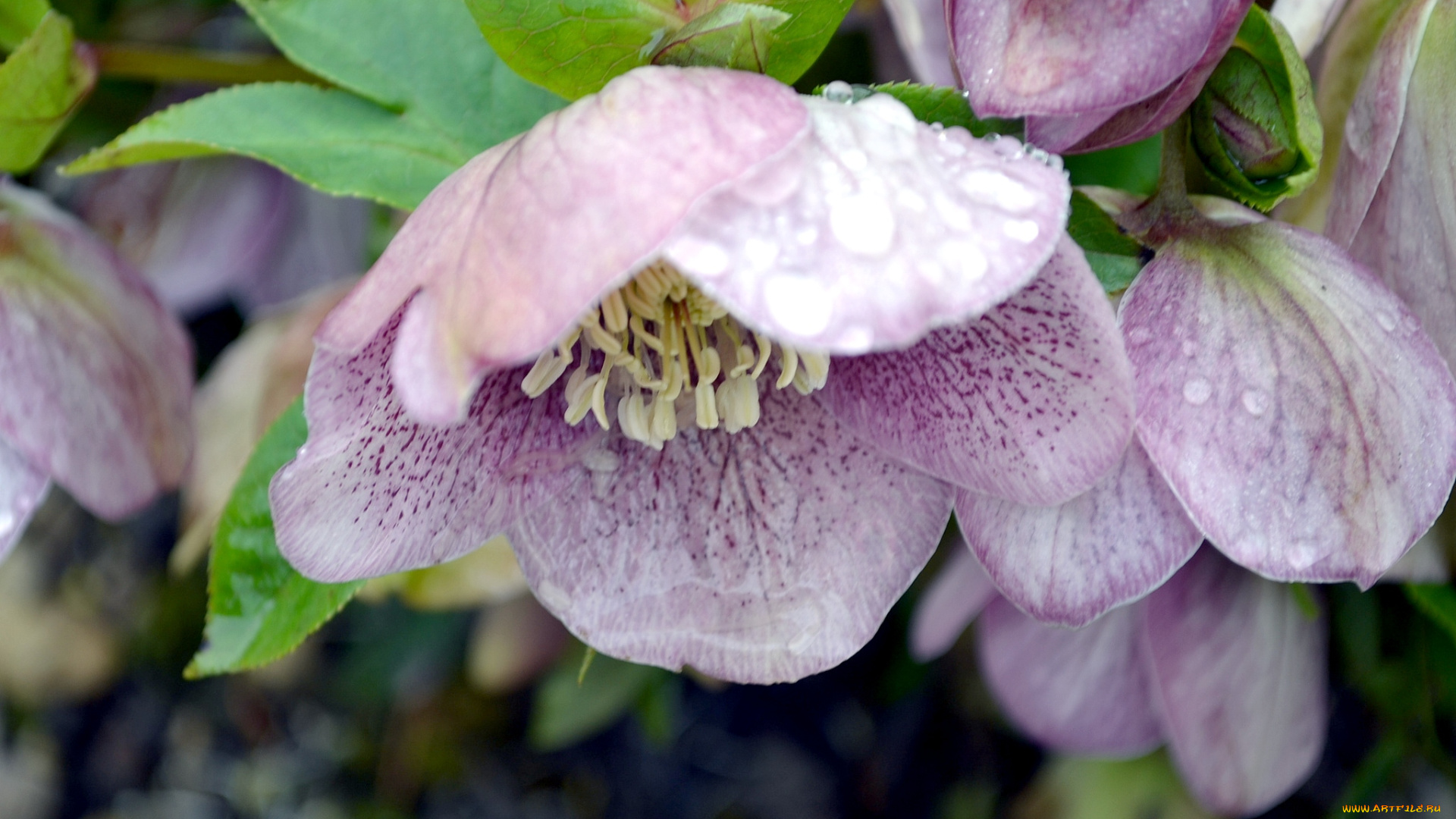 цветы, геллеборус, морозник, капли