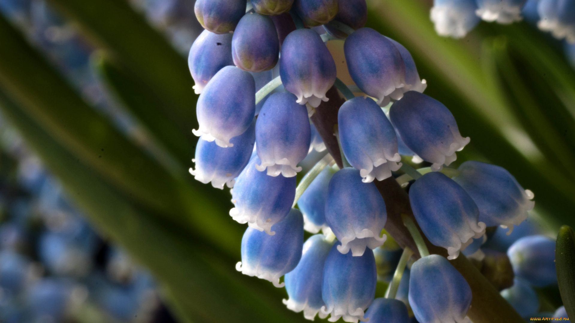 цветы, гиацинты, мускари, макро, голубой