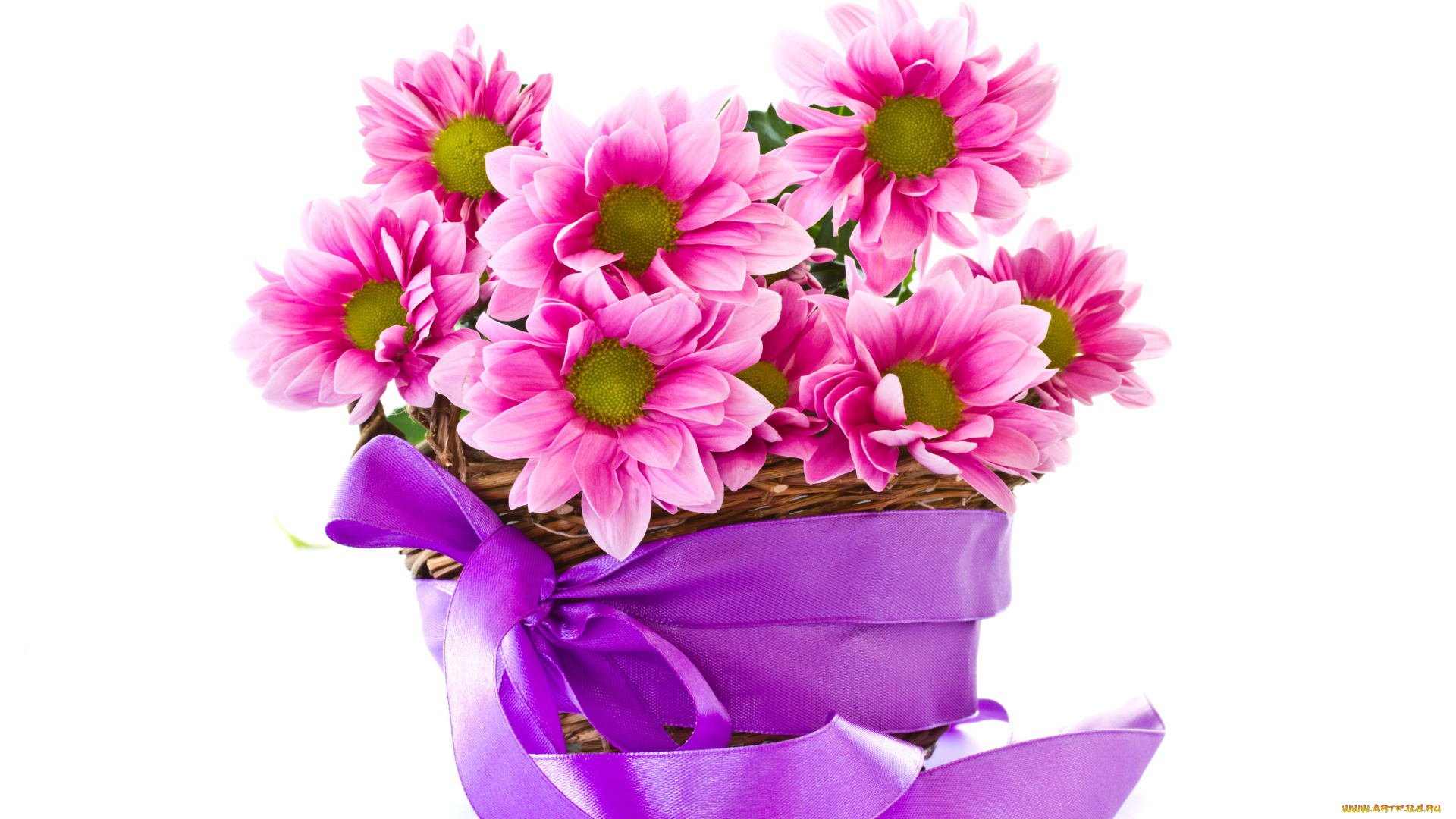 цветы, хризантемы, корзинка, лента, бант