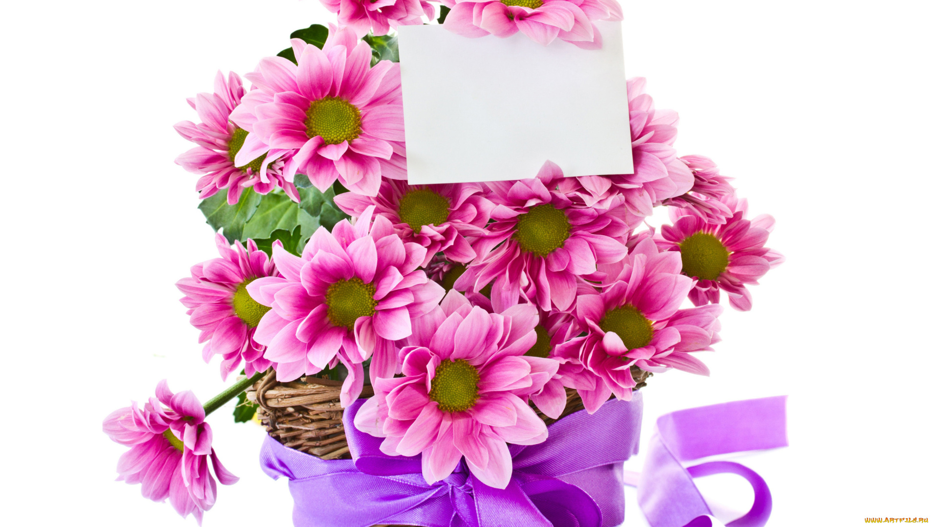 цветы, хризантемы, записка, лента, корзинка