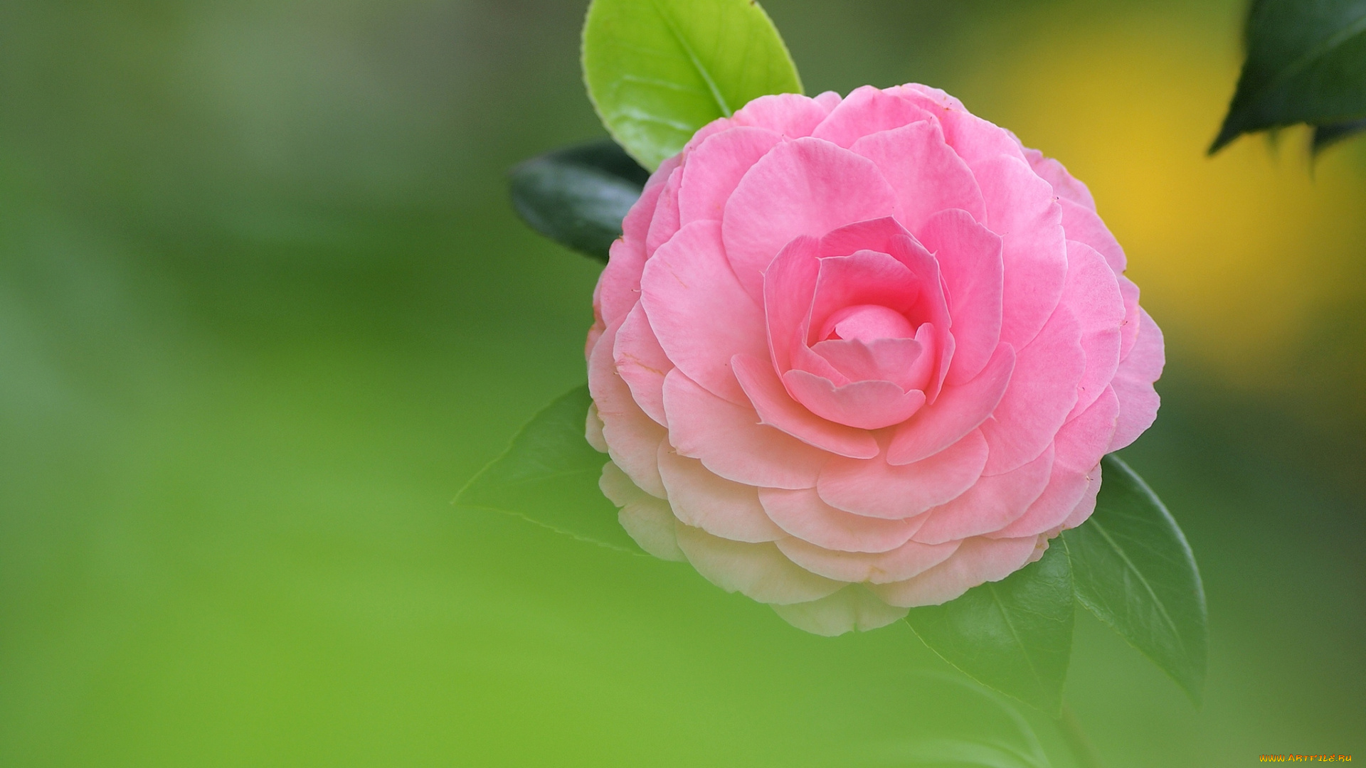 цветы, камелии, розовый