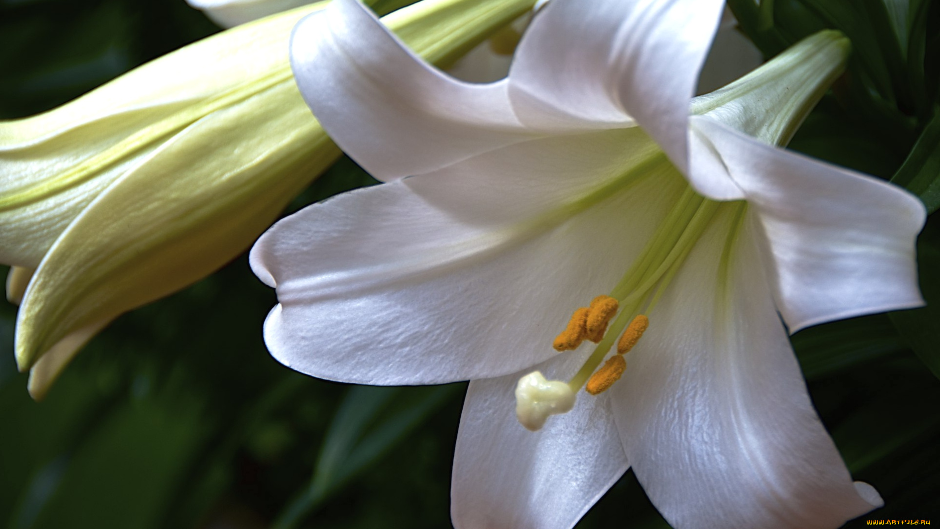 цветы, лилии, лилейники, макро, белый