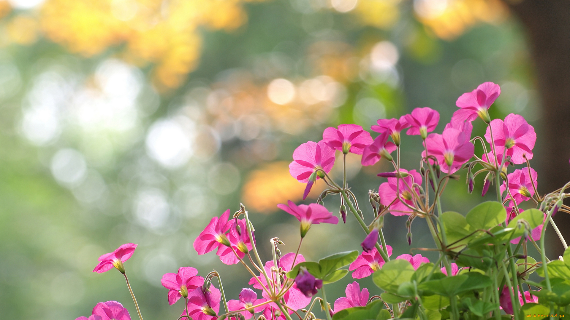 цветы, розовый, нежность