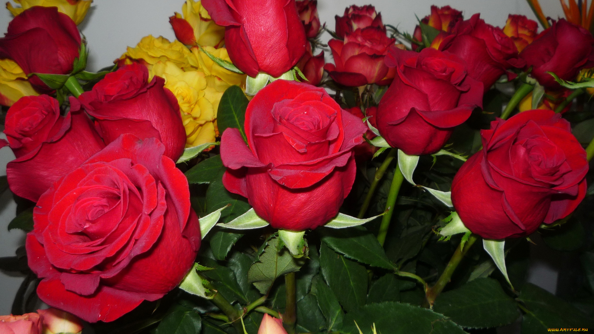 цветы, розы, букет