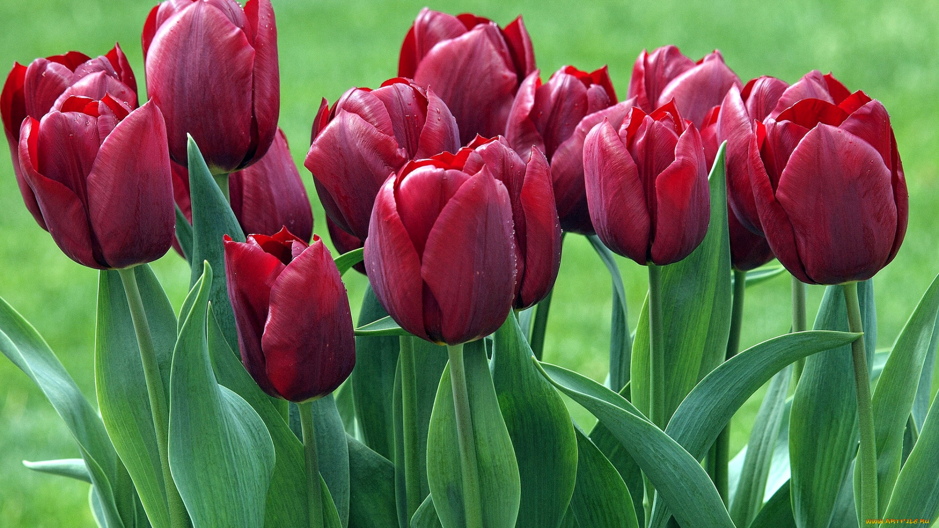 цветы, тюльпаны, бутоны