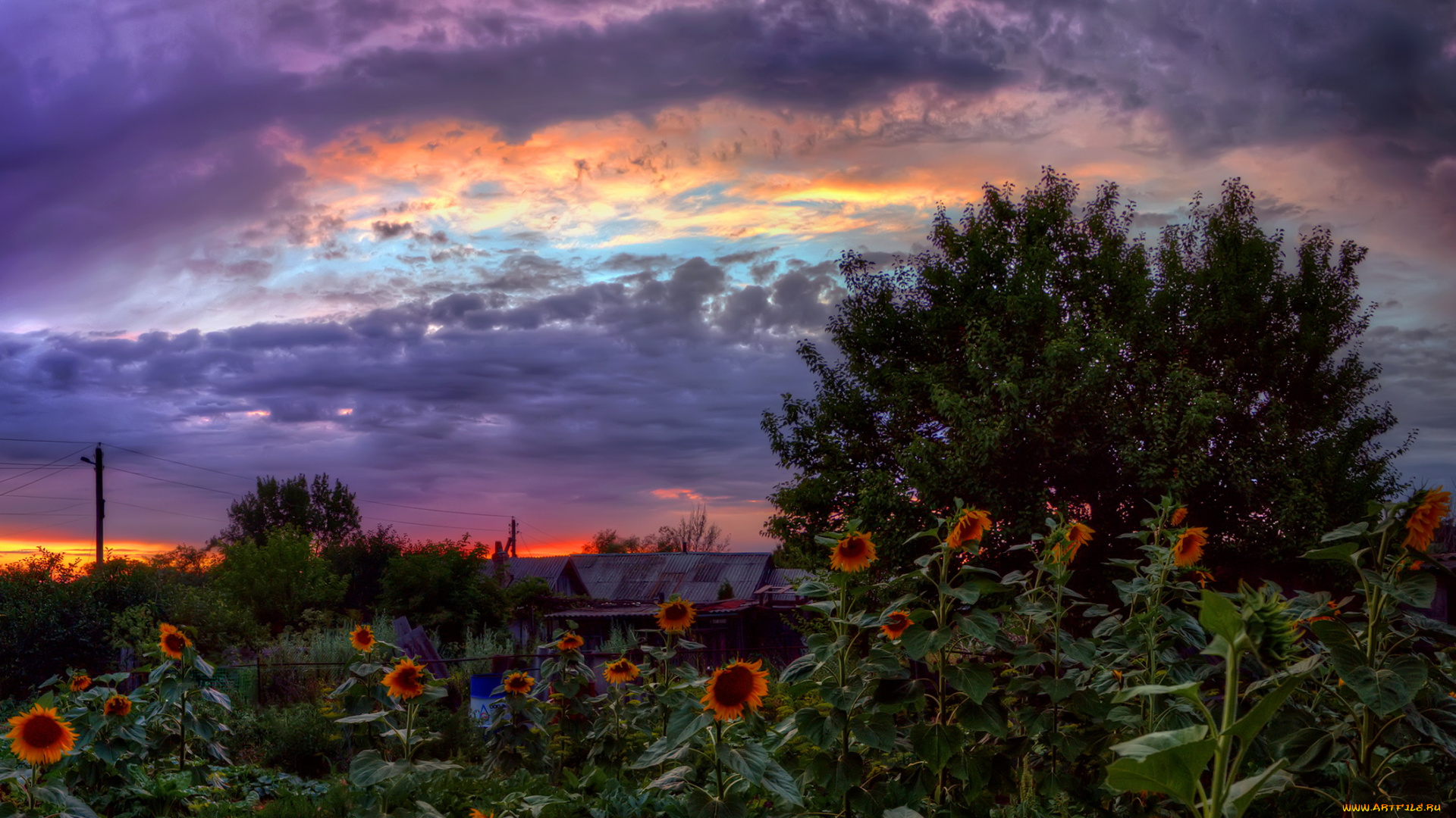 природа, другое, облака, подсолнухи, пейзаж