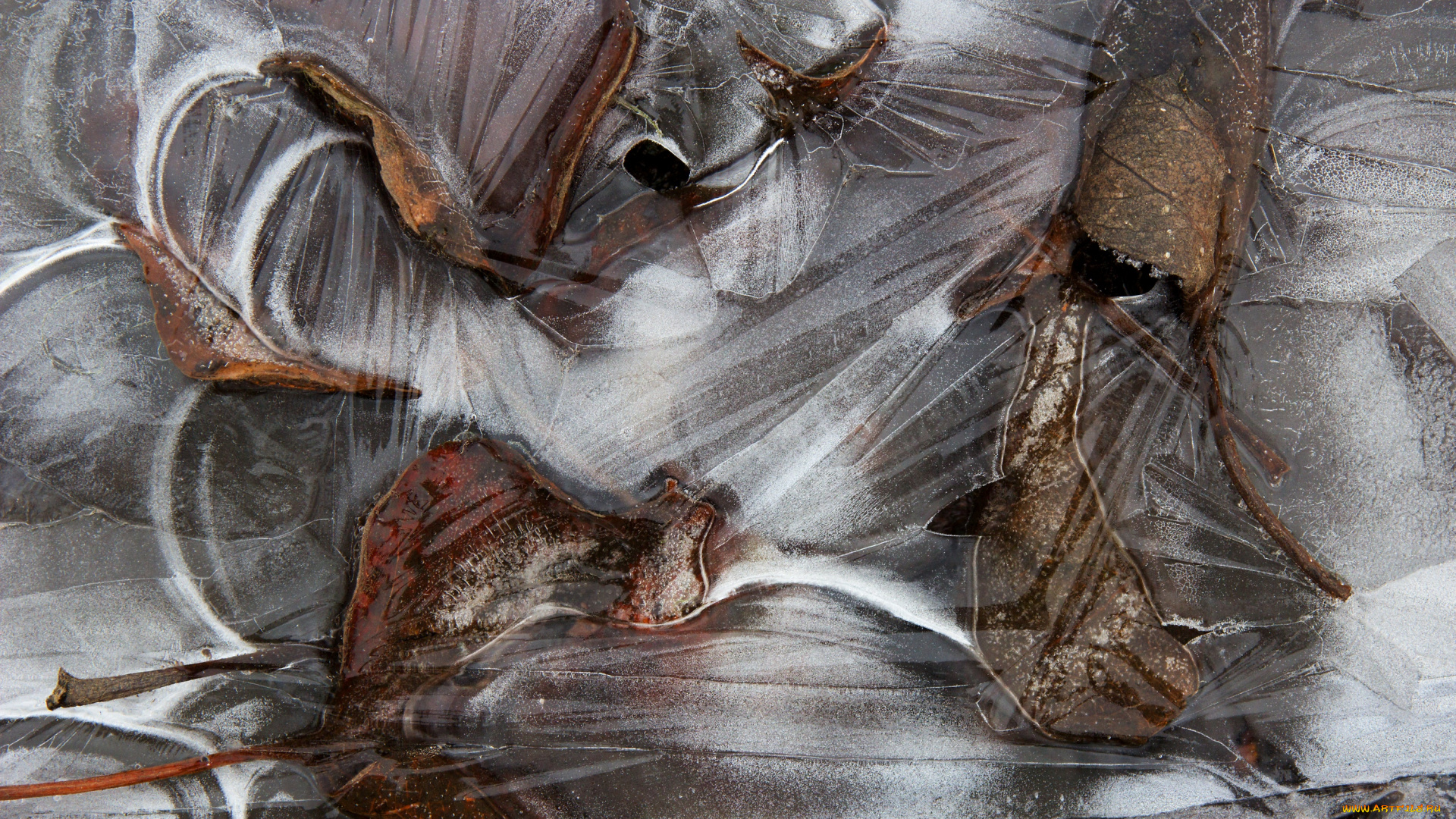 природа, листья, лёд