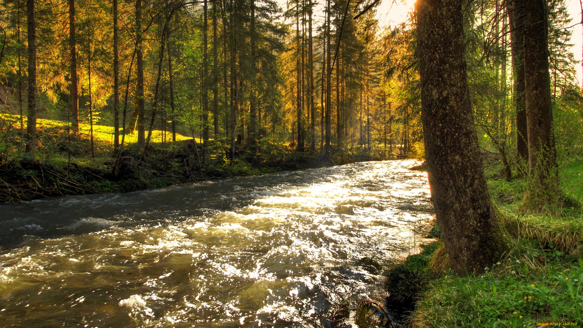 река, schwarzbach, австрия, природа, реки, озера, лес