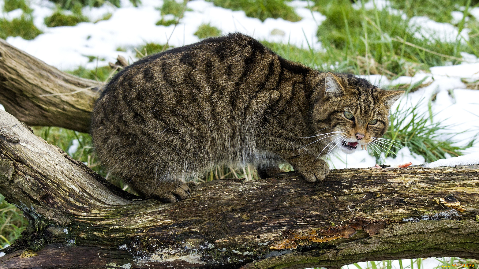 животные, дикие, кошки, шотландский, лесной, кот