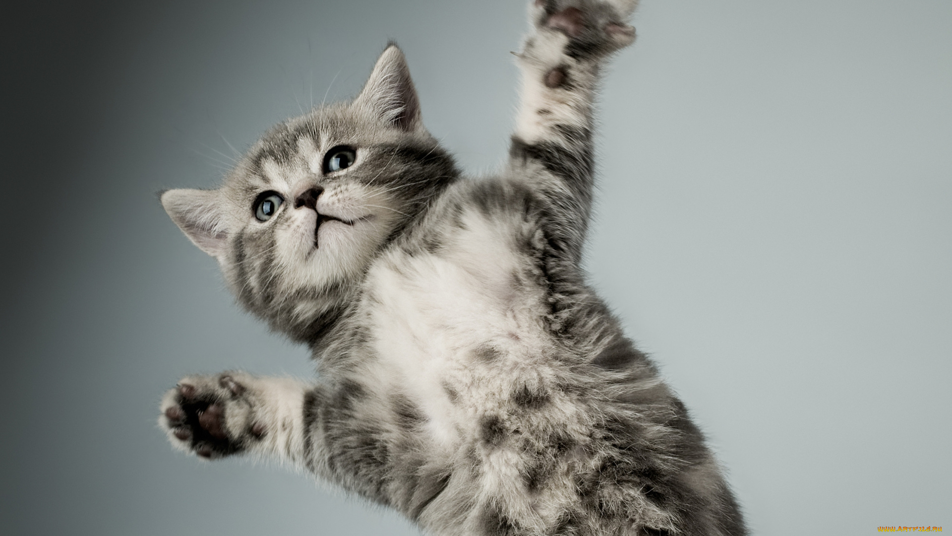 животные, коты, котёнок