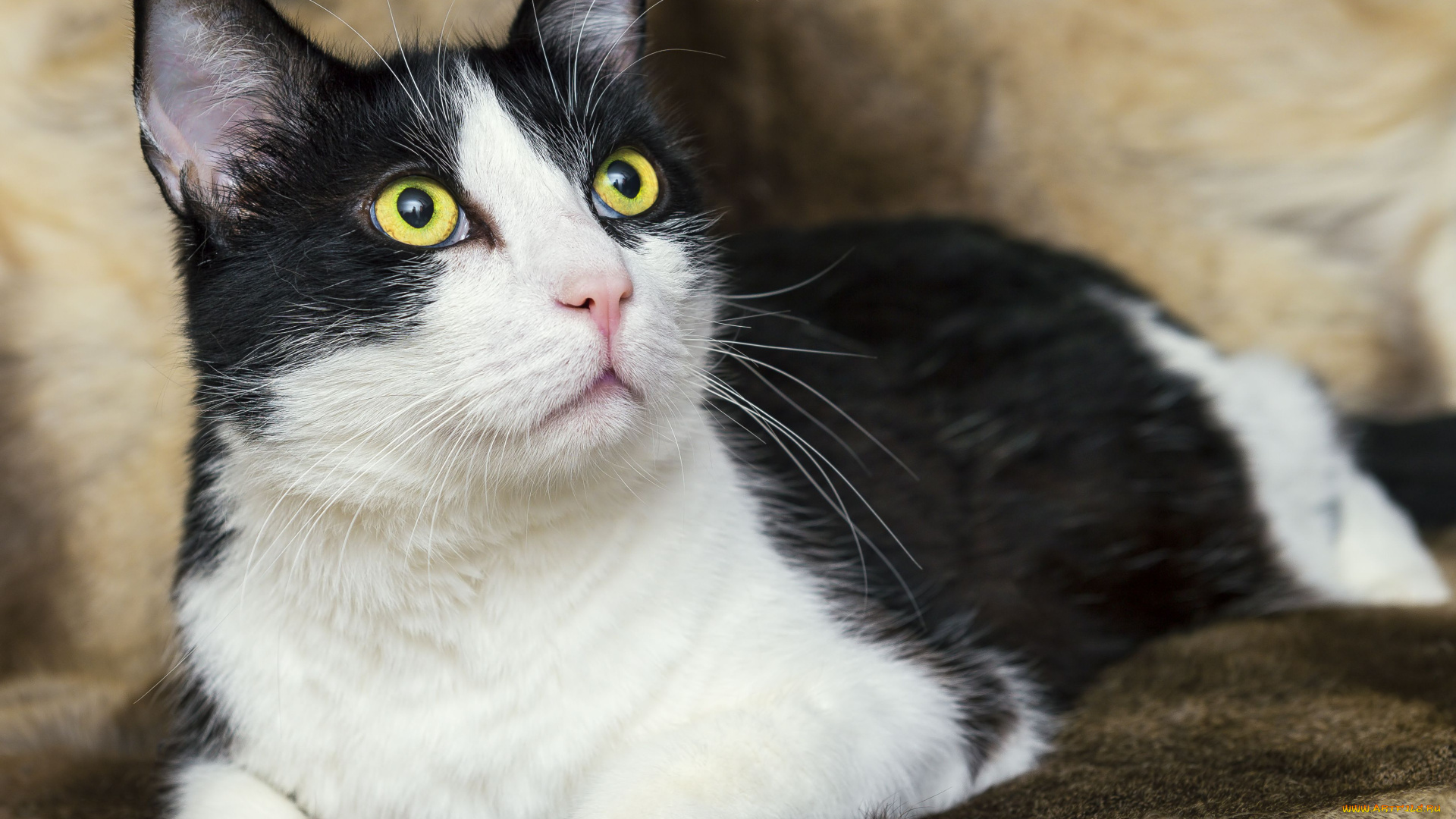 животные, коты, мурка