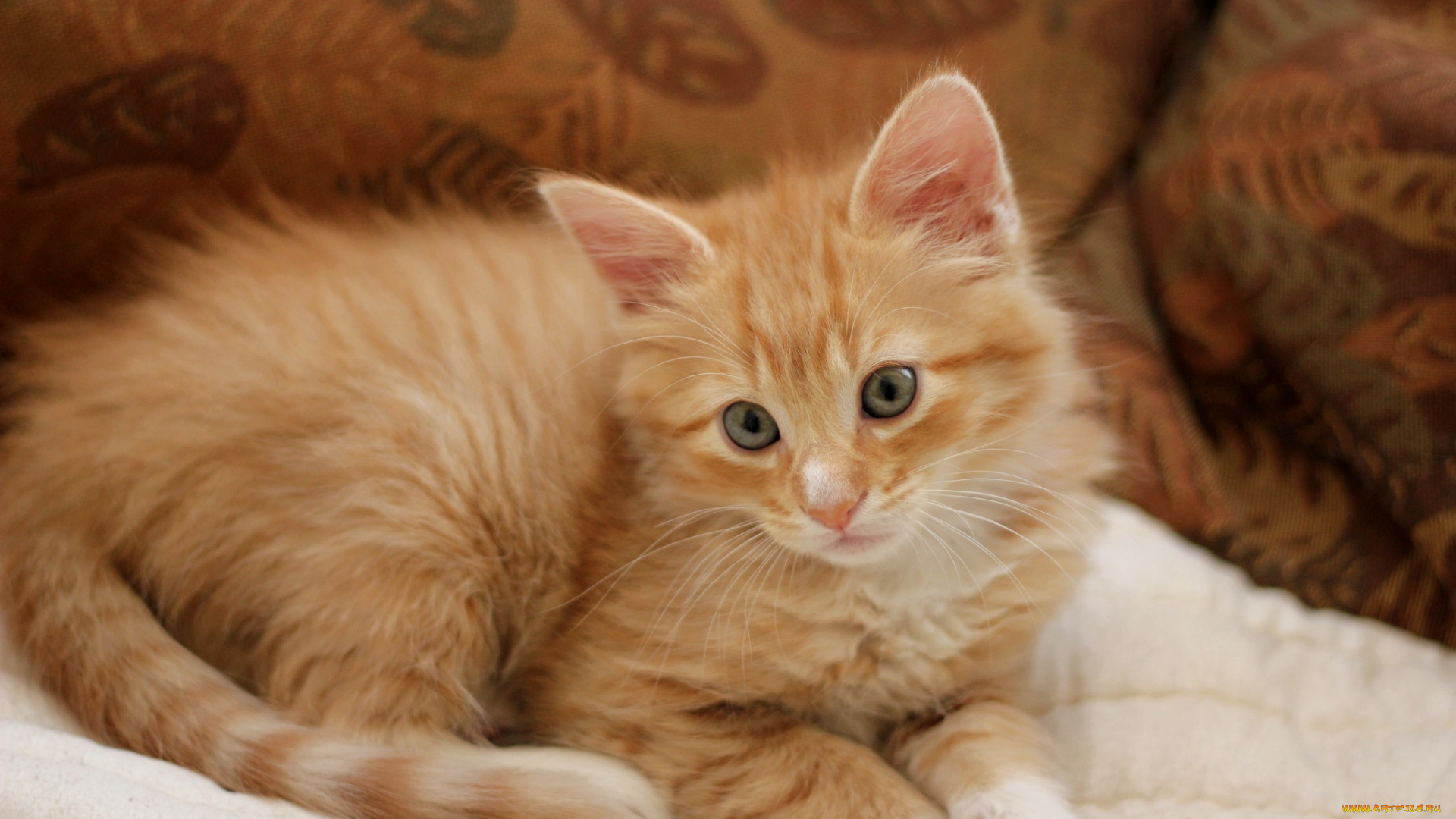 животные, коты, рыжик