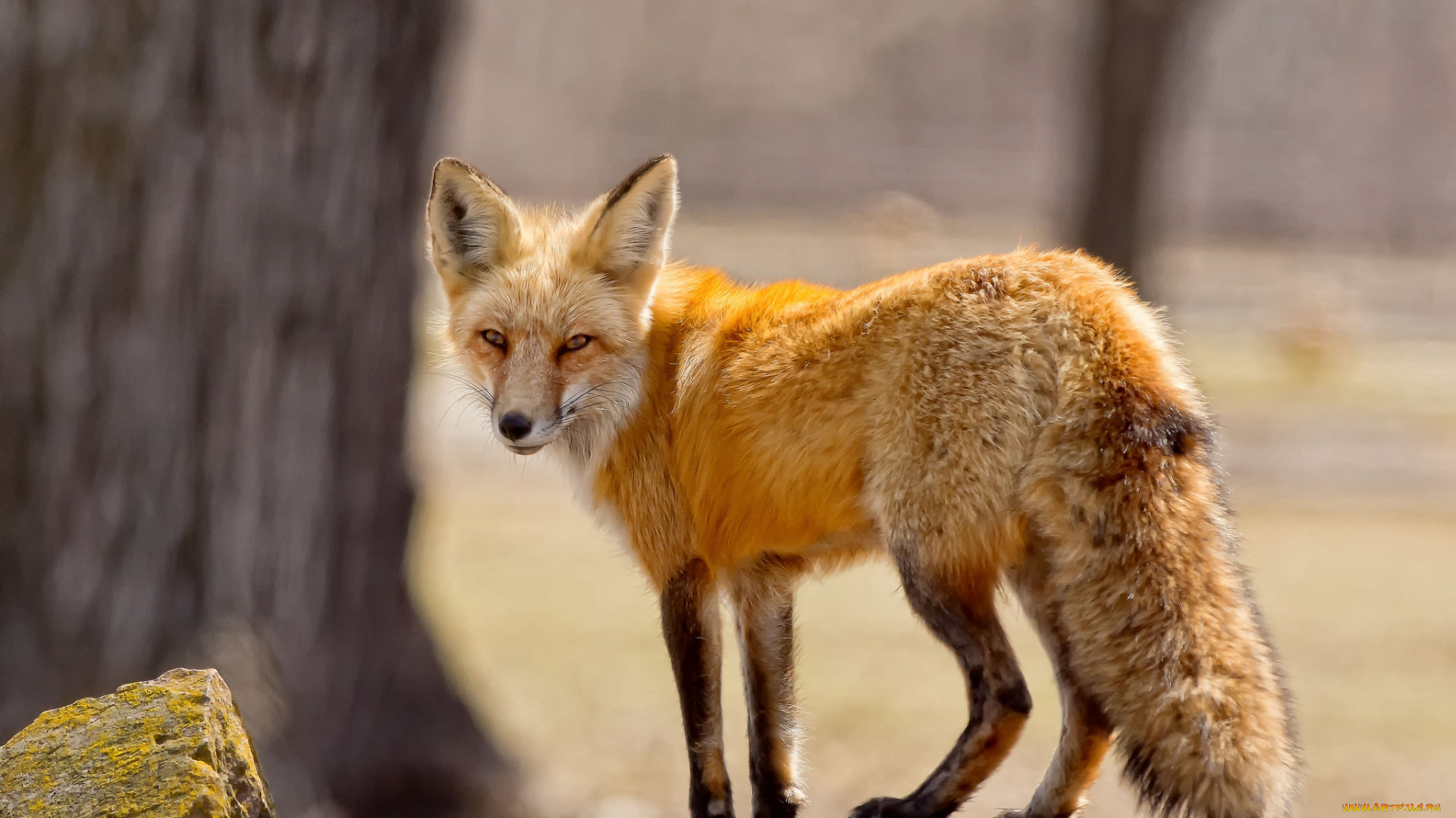 животные, лисы, хвост, рыжая