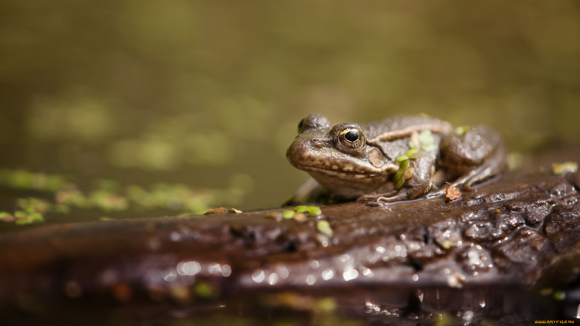 животные, лягушки, жаба