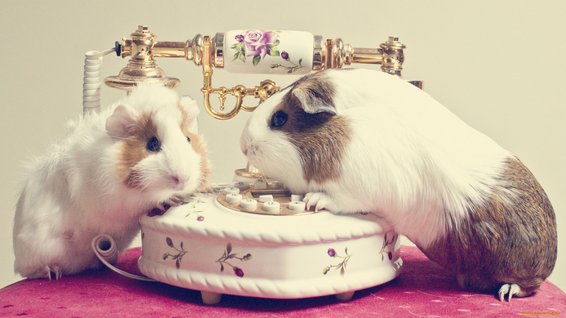 животные, морские, свинки, хомяки, телефон