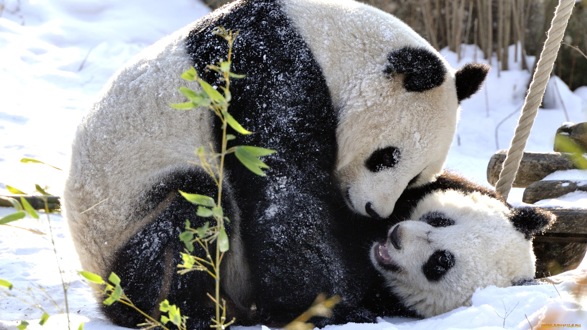 животные, панды, игра, мишки, снег