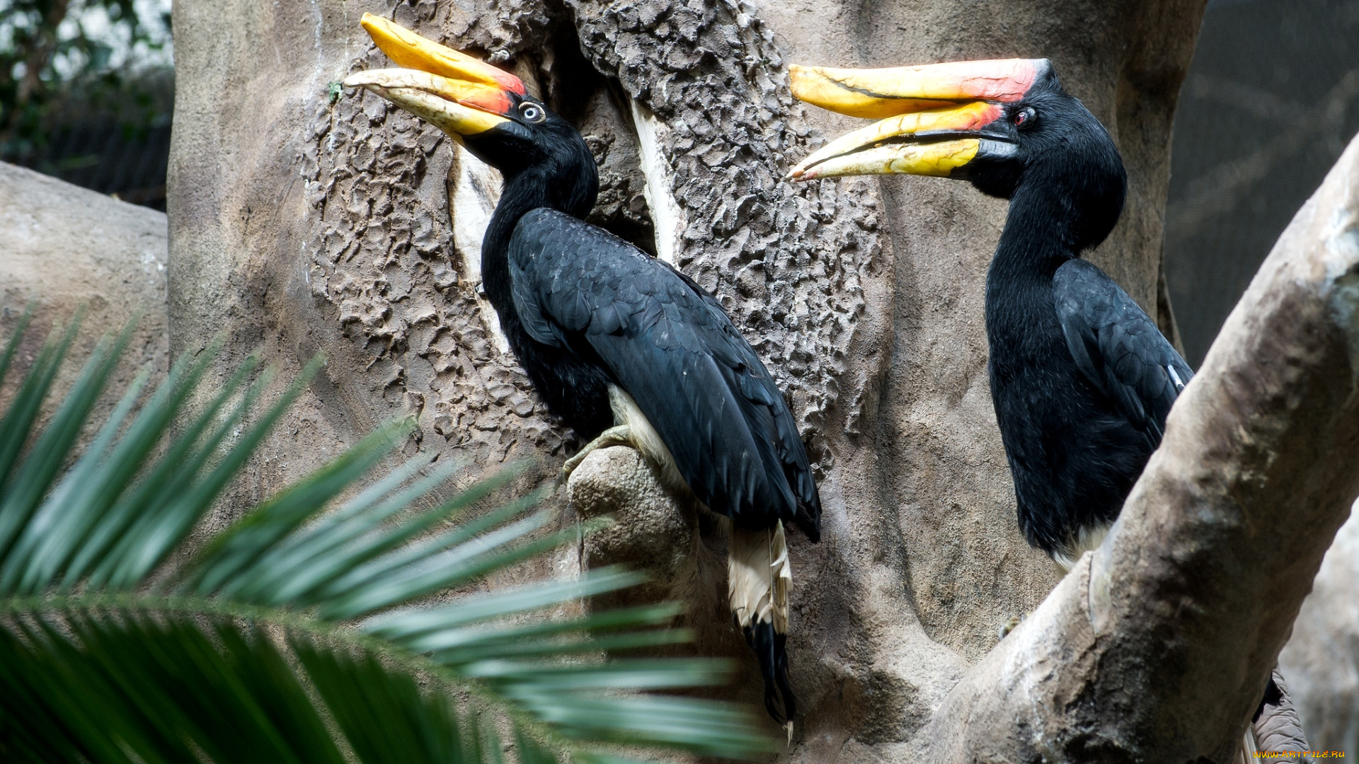 животные, птицы, клюв