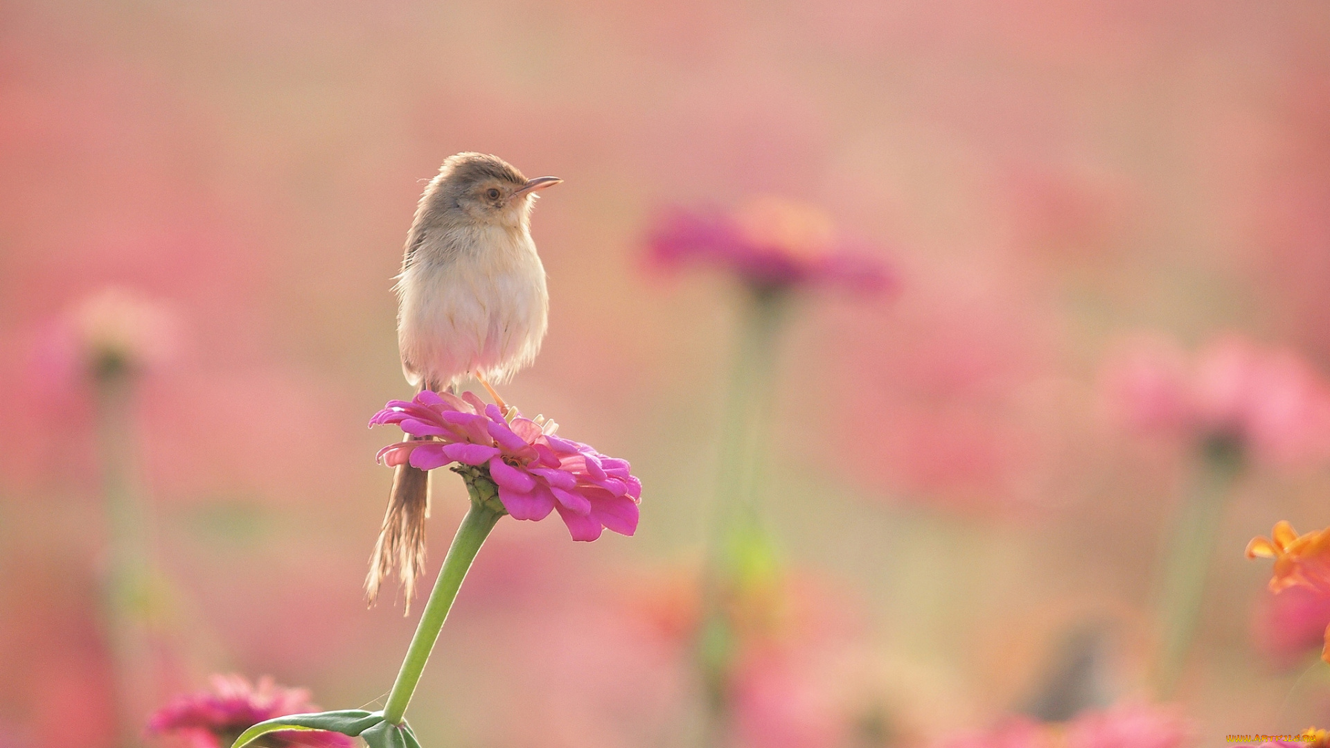 животные, птицы, птичка, цинния