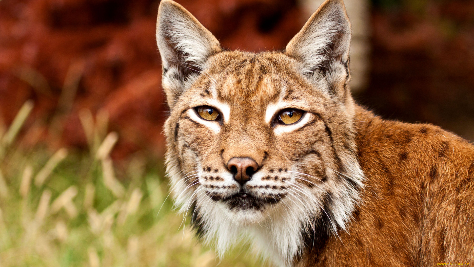 животные, рыси, портрет