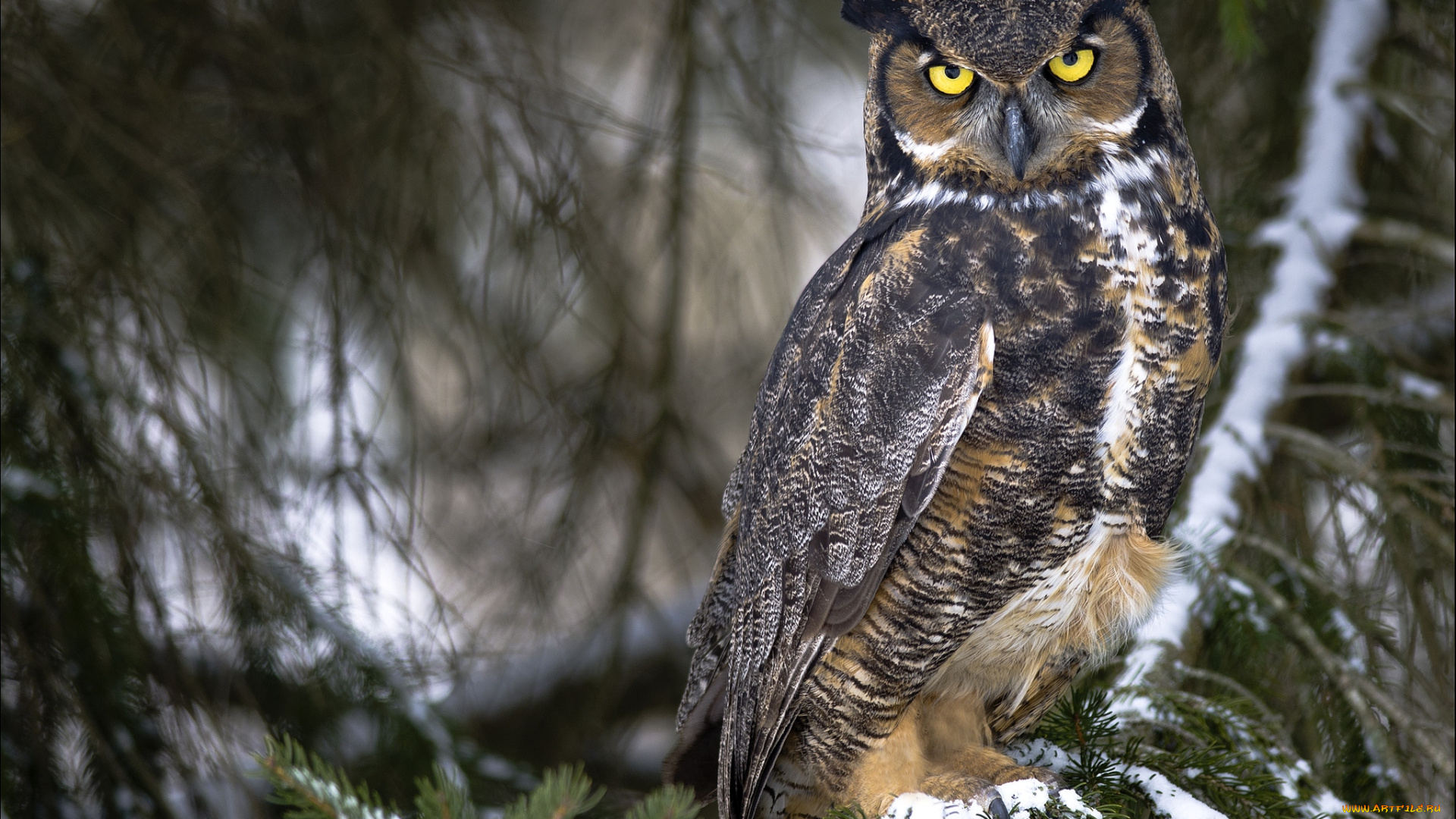 животные, совы, филин