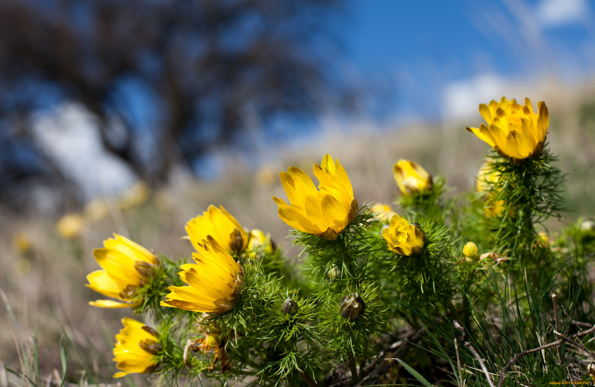 цветы, анемоны, адонисы