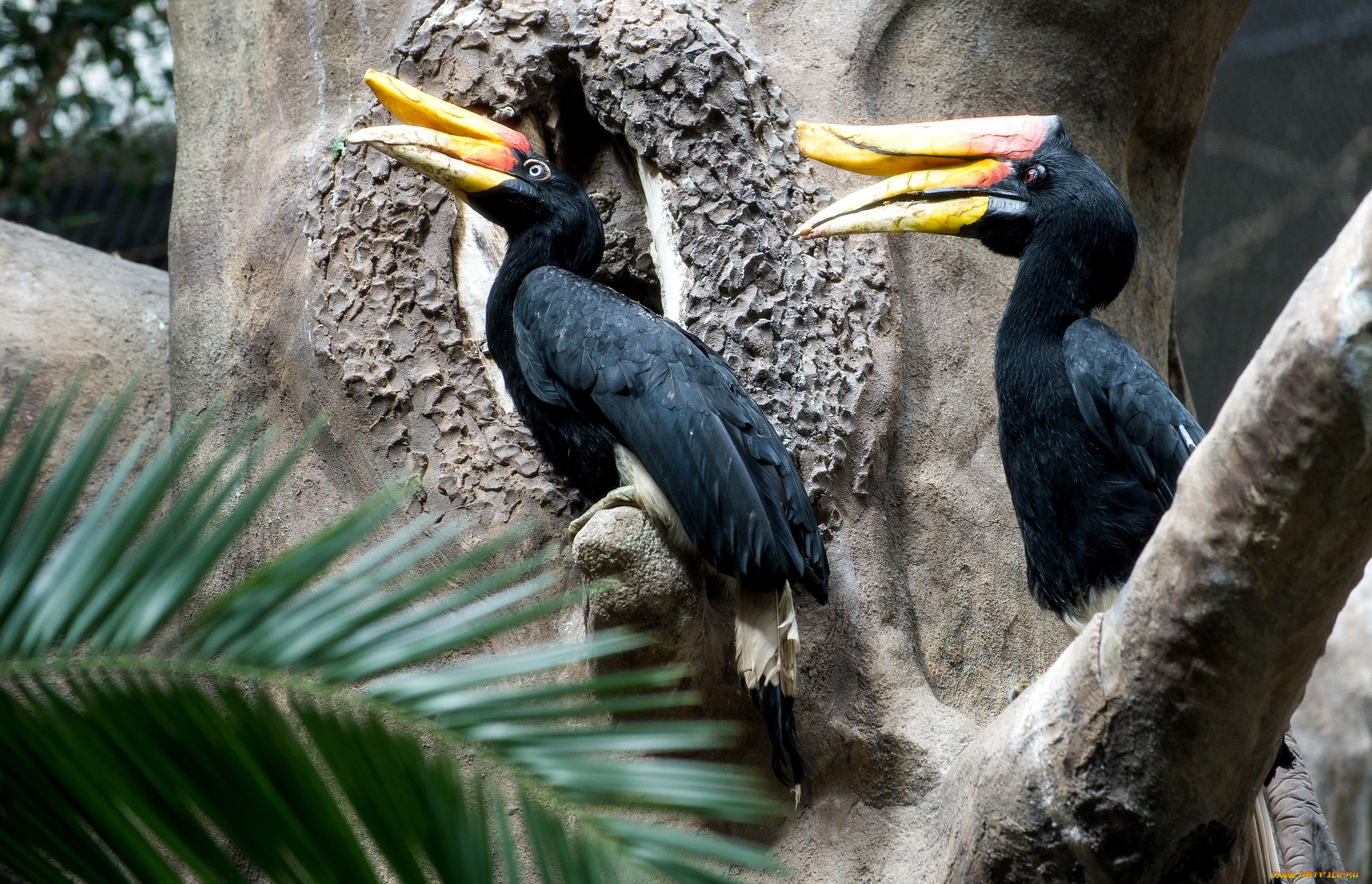 животные, птицы, клюв