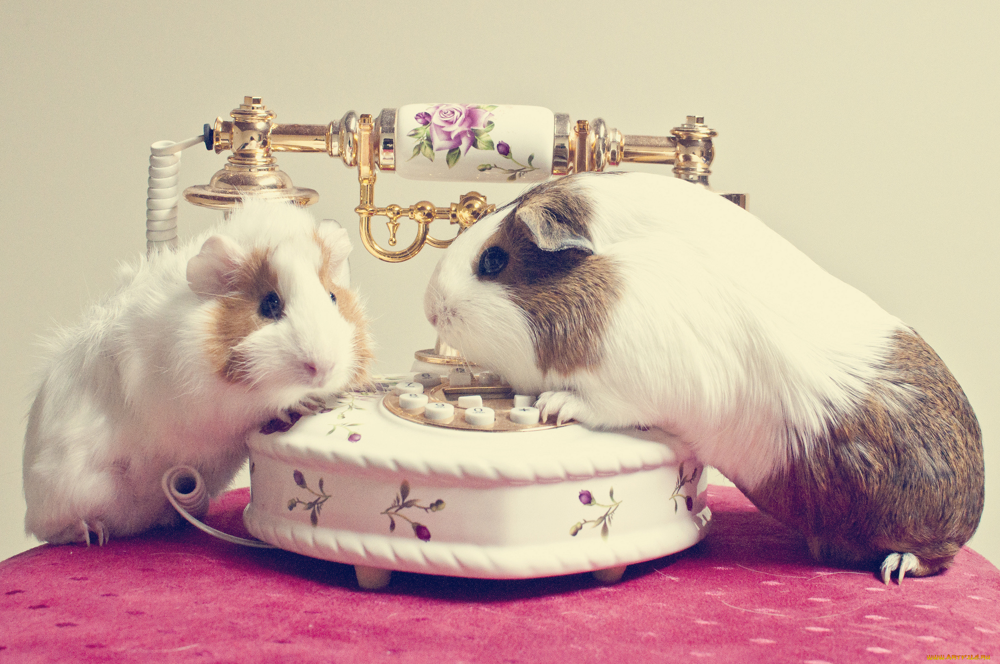 животные, морские, свинки, хомяки, телефон