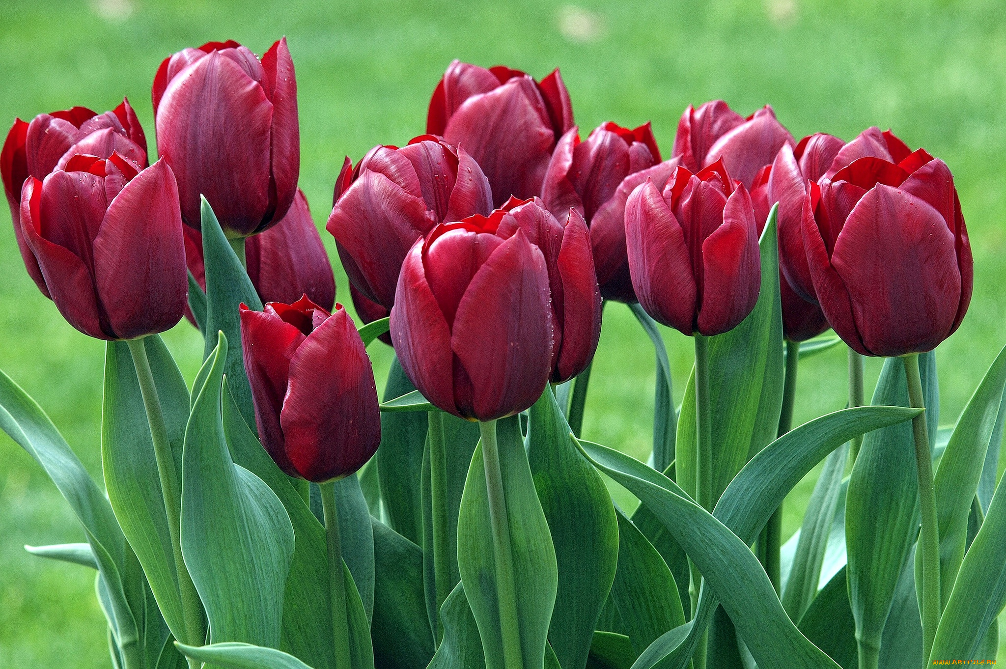 цветы, тюльпаны, бутоны